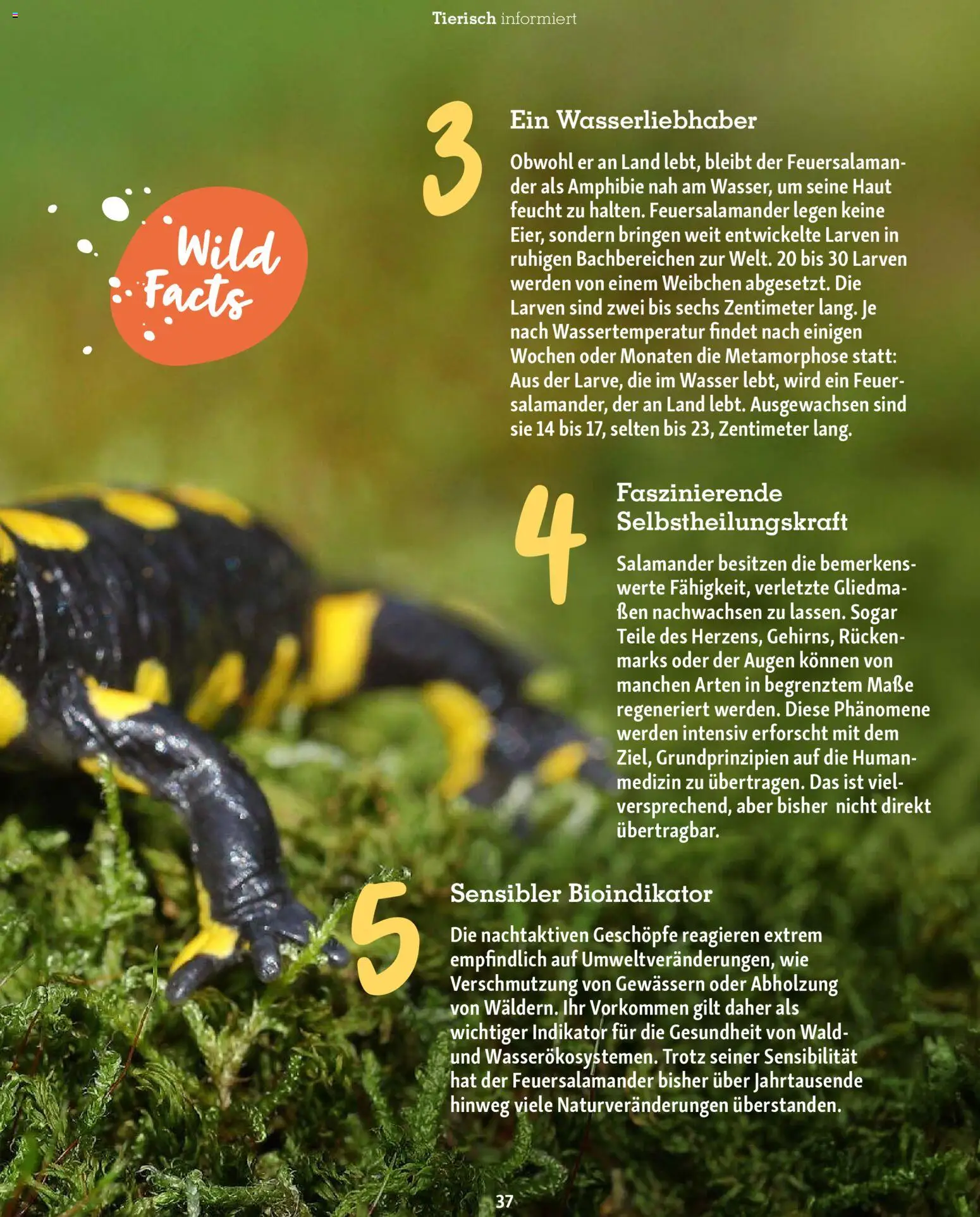 Fressnapf Friends Magazin - Seite 37 - gültig ab 02.03.2026