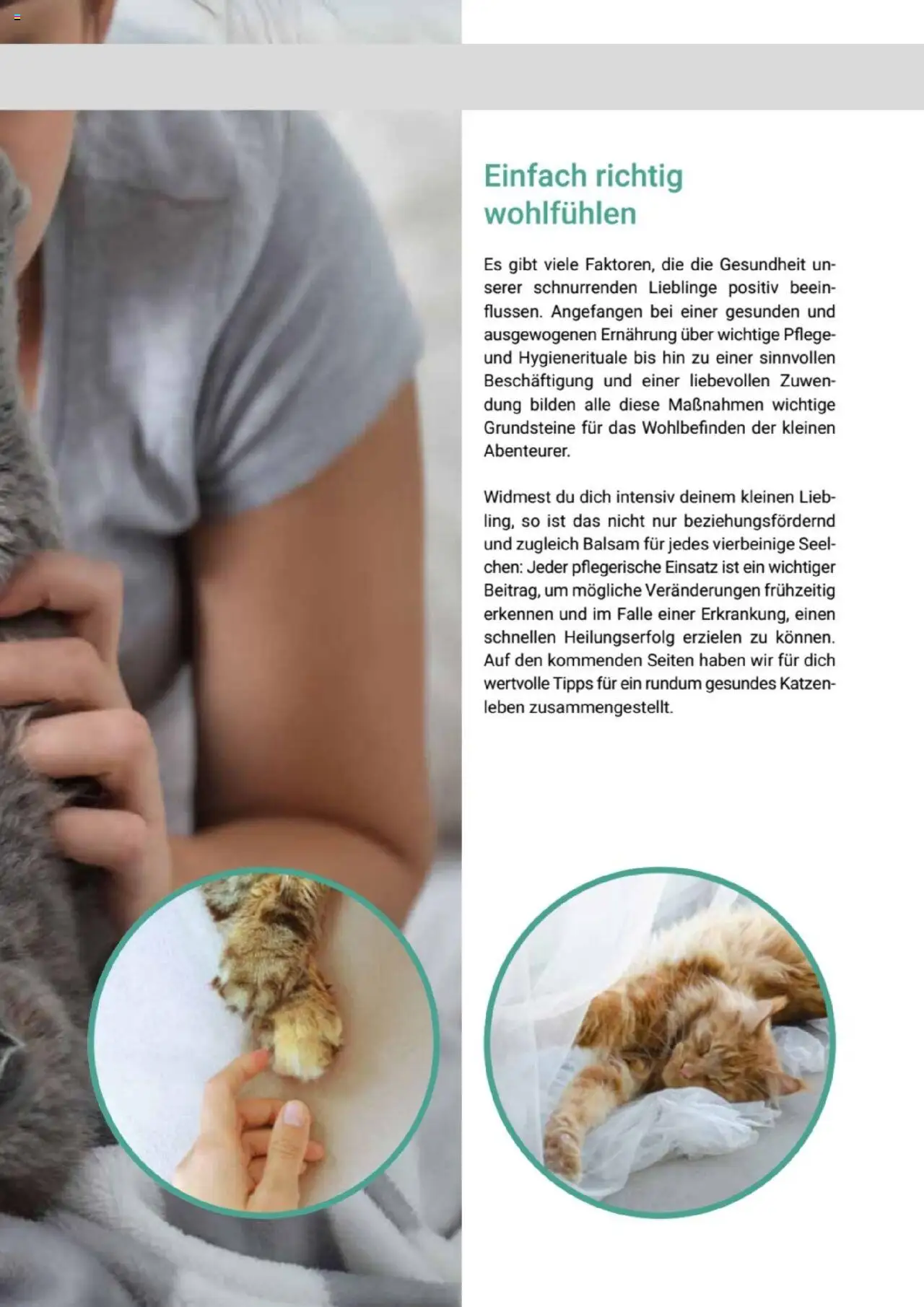 zookauf Themenkatalog Katze - Seite 29 - gültig ab 01.10.2025