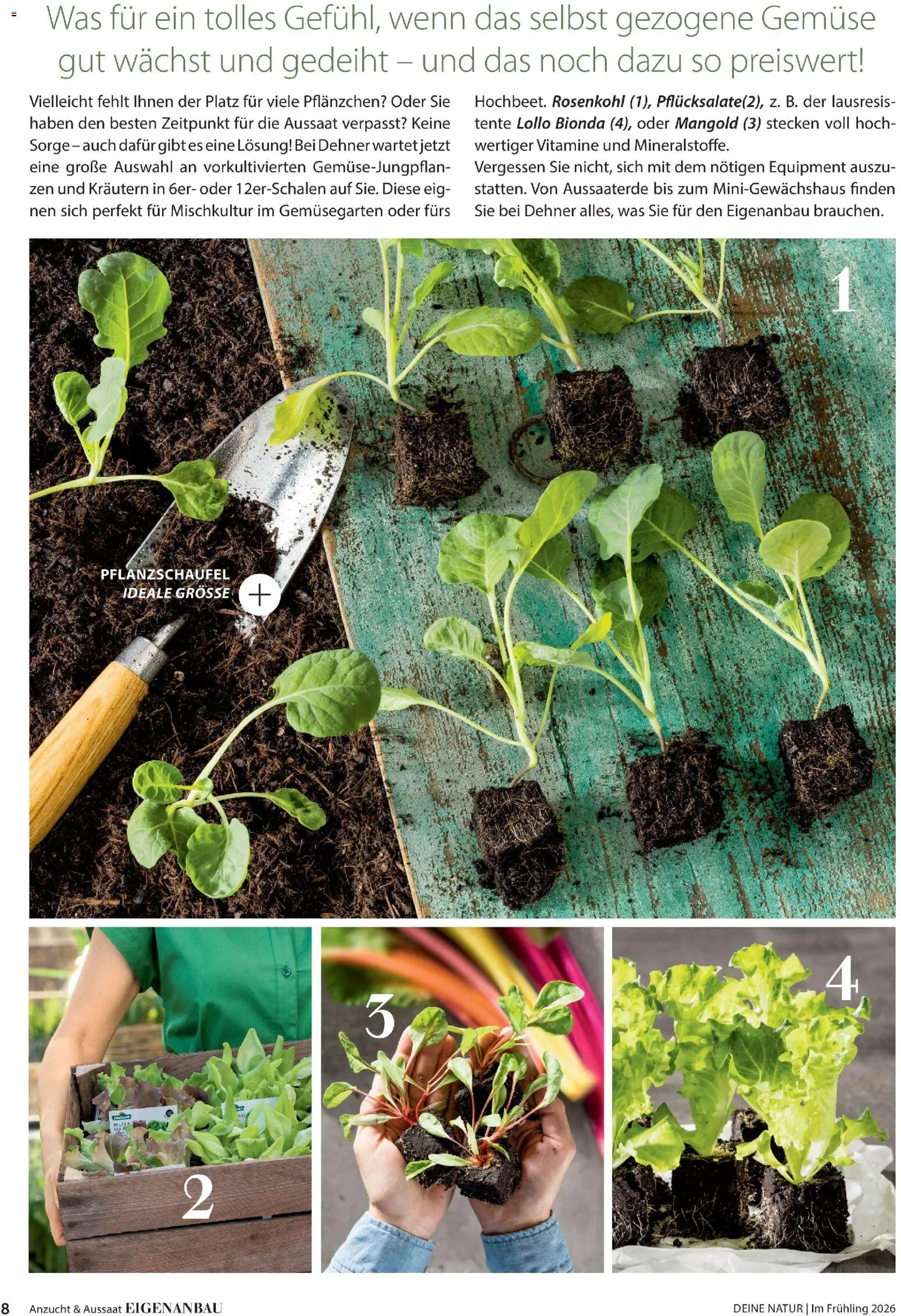 Dehner Prospekt 	 - Seite 8 - gültig ab 04.03.2026