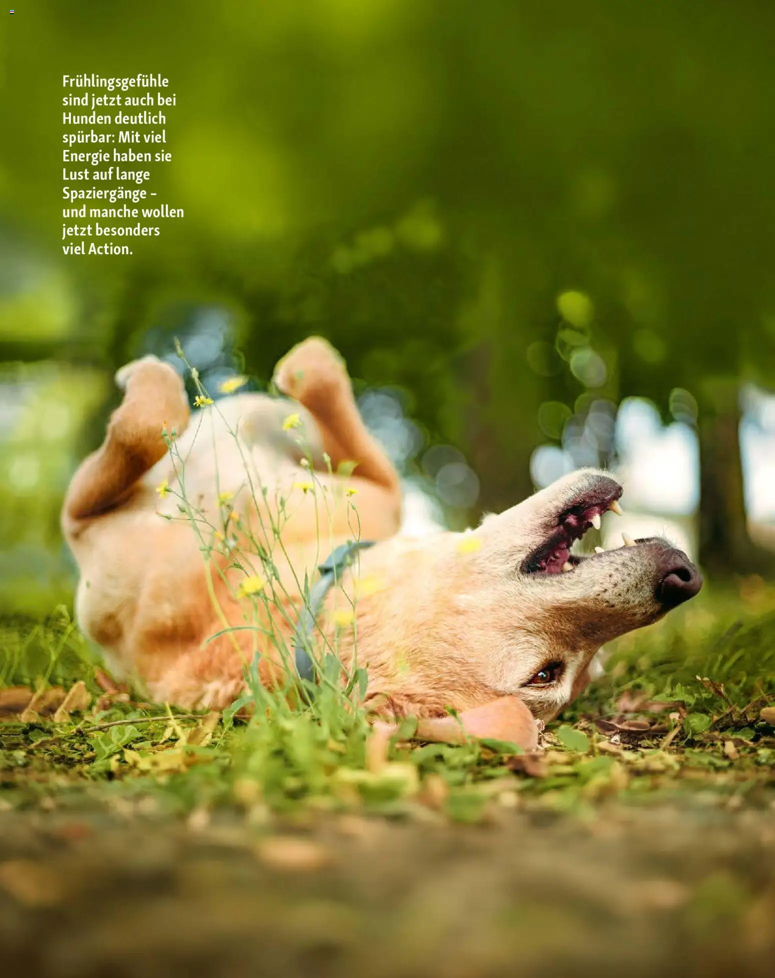 Fressnapf Friends Magazin - Seite 12 - gültig ab 02.03.2026