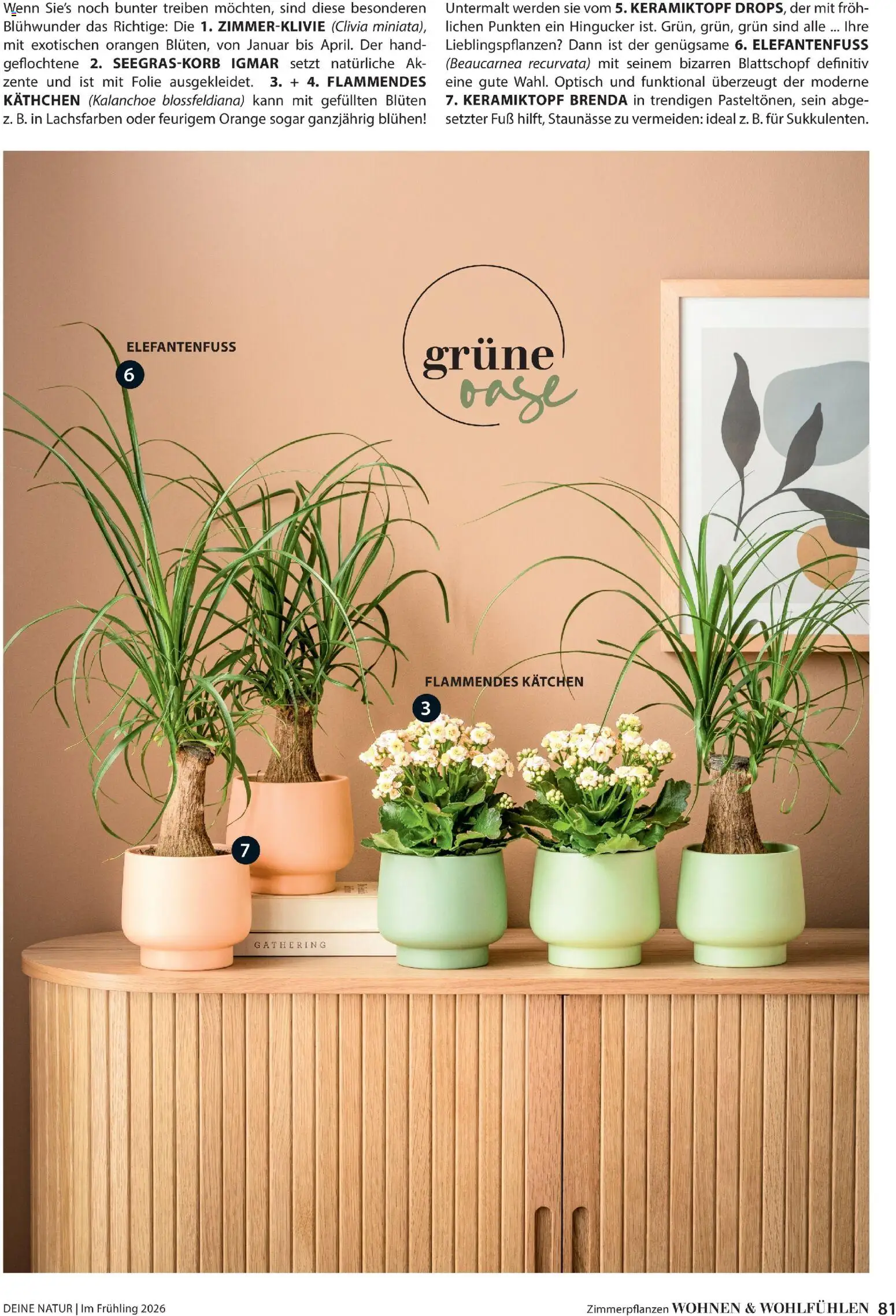 Dehner Prospekt 	 - Seite 81 - gültig ab 04.03.2026