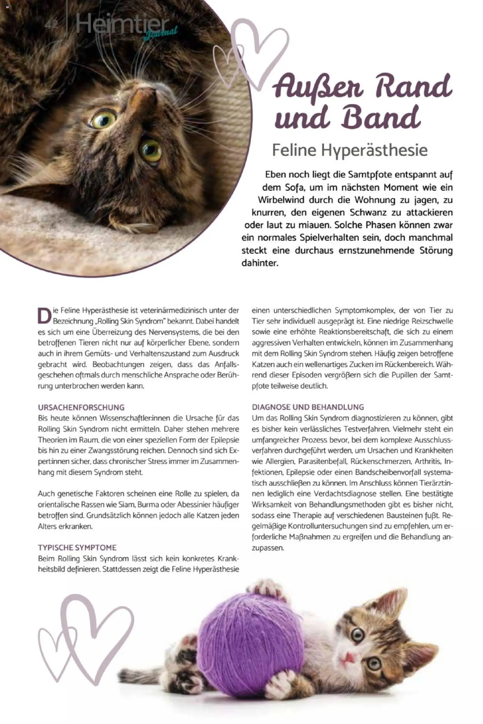 zookauf  Heimtier Journal - Seite 42 - gültig ab 01.02.2026