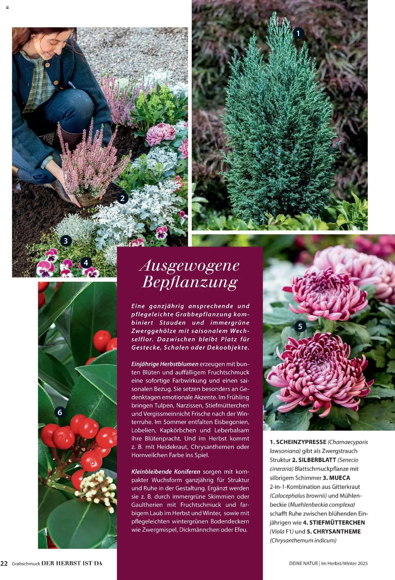 Dehner Prospekt Deine Natur - Seite 22 - gültig ab 09.10.2025