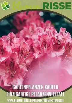 Vorschau Blumen Risse Prospekt 	 gültig ab 03.09.2025