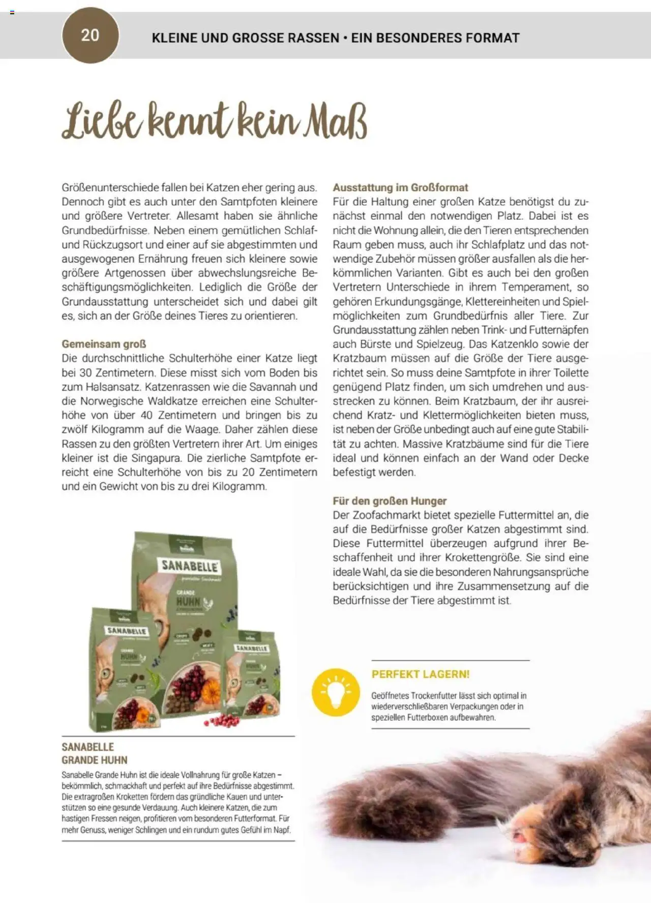 zookauf Themenkatalog Katze - Seite 20 - gültig ab 01.10.2025