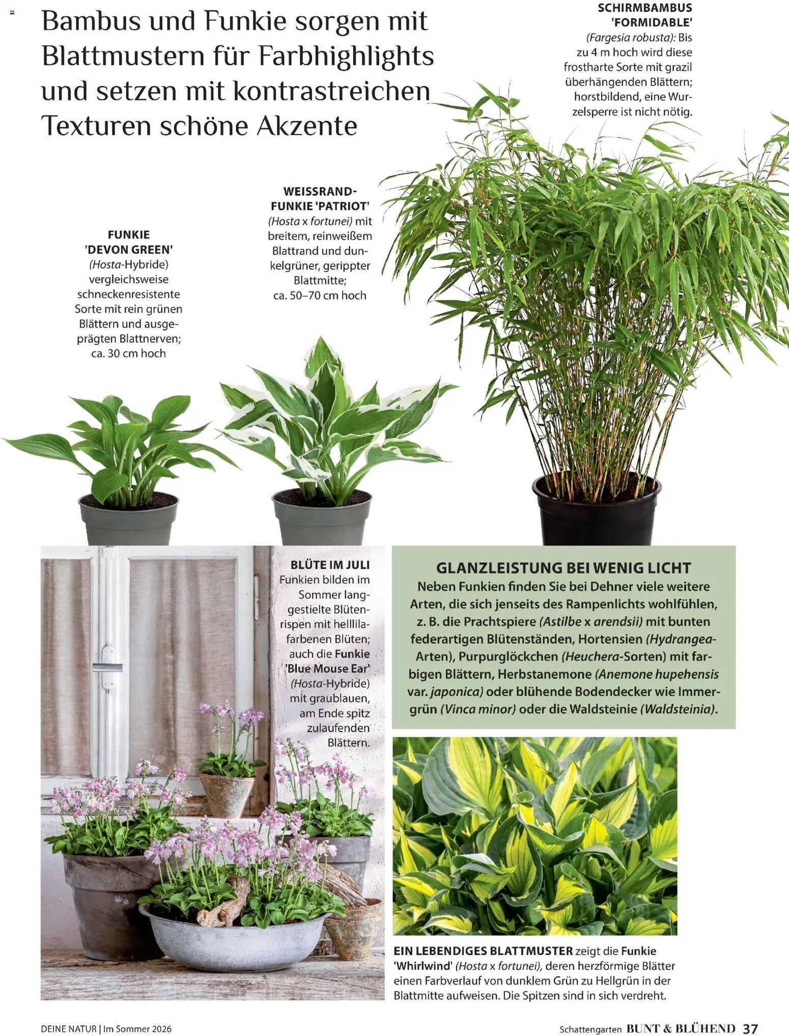 Dehner Prospekt 	 - Seite 37 - gültig ab 17.04.2026