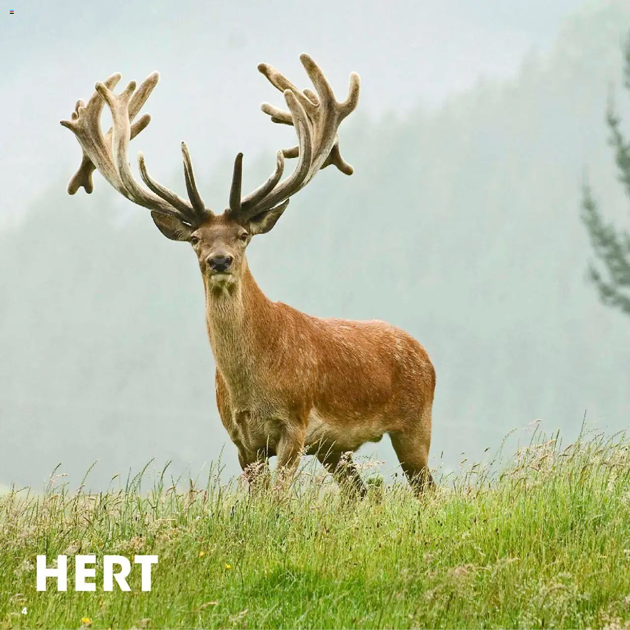 Hanos - Wildbrochure 2025/2026 - page 4- valid from 05-10-2025