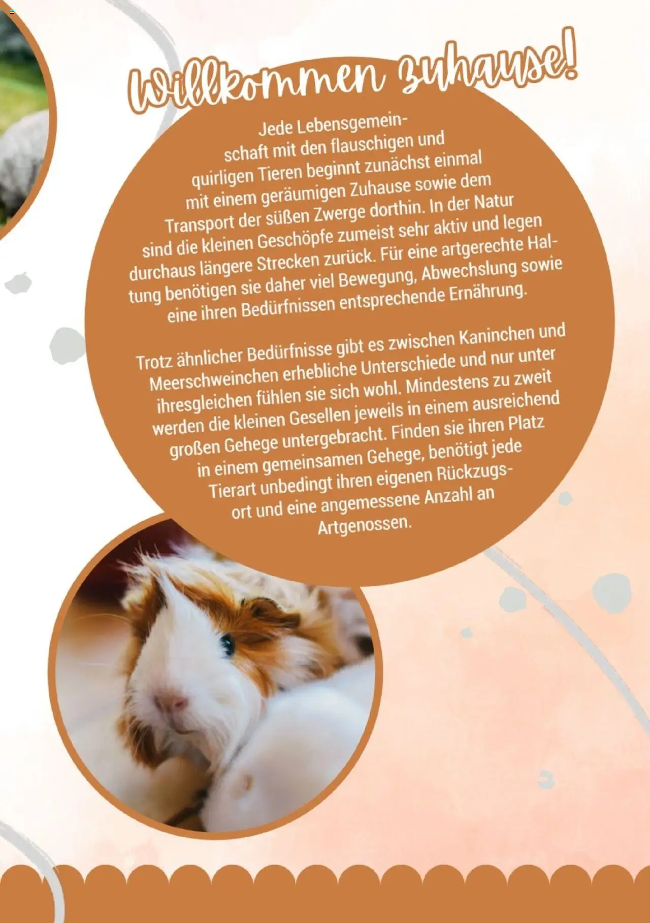 zookauf Kleintier Fibel - Seite 3 - gültig ab 05.06.2025