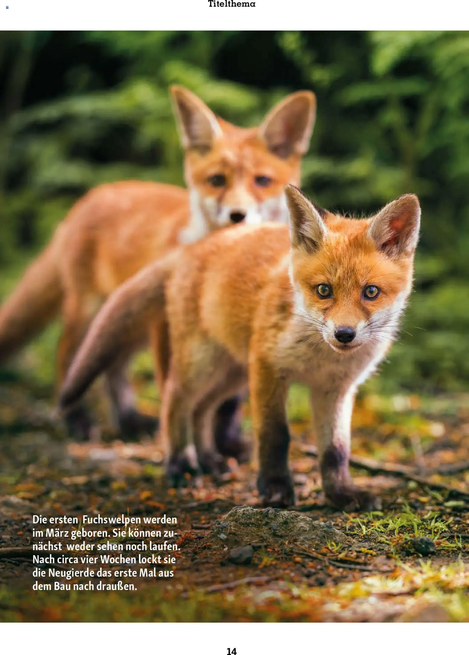 Fressnapf Friends Magazin - Seite 14 - gültig ab 02.03.2026