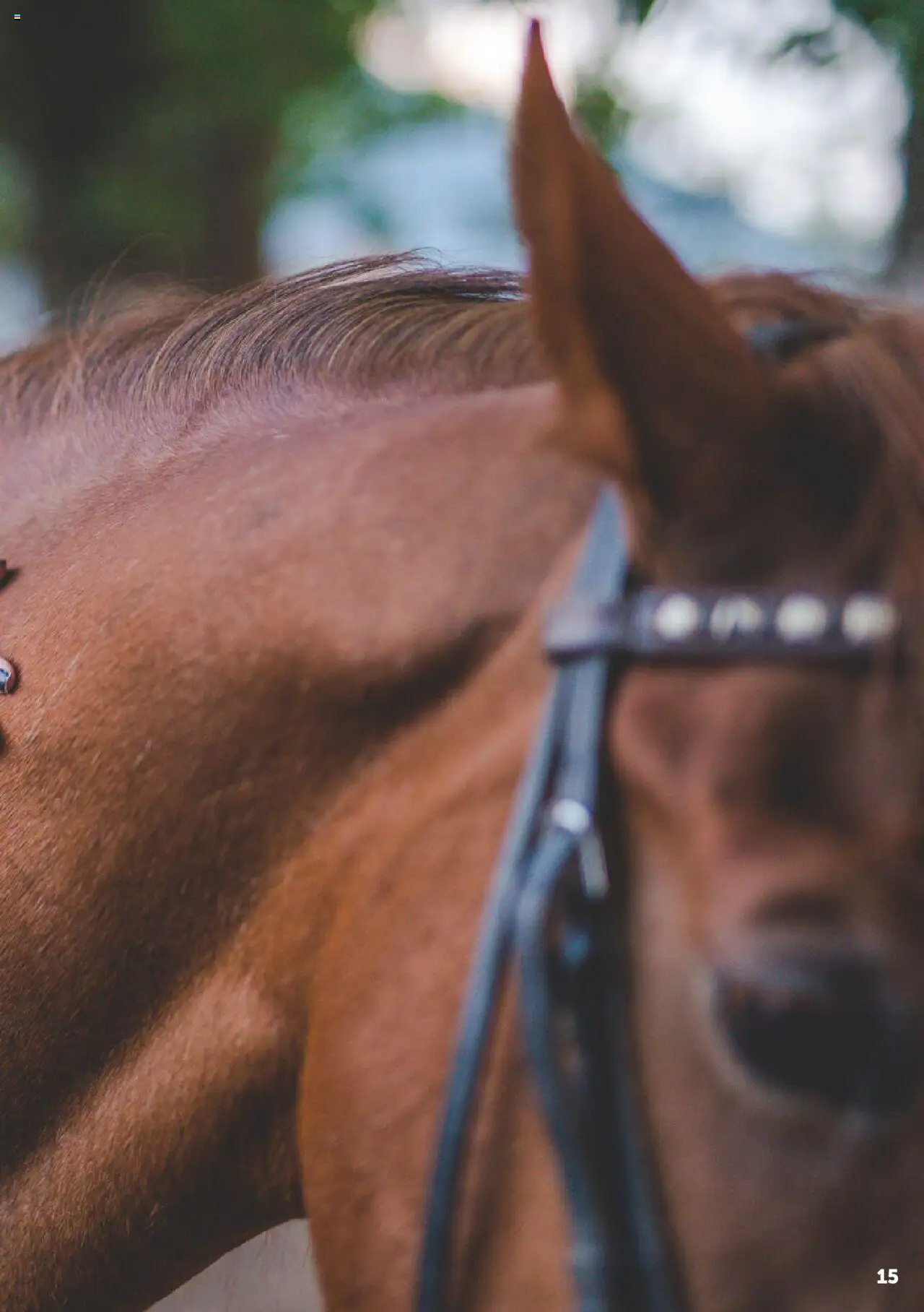 Aveve Paardensupplementen - page 15- valid from 01/06/2023