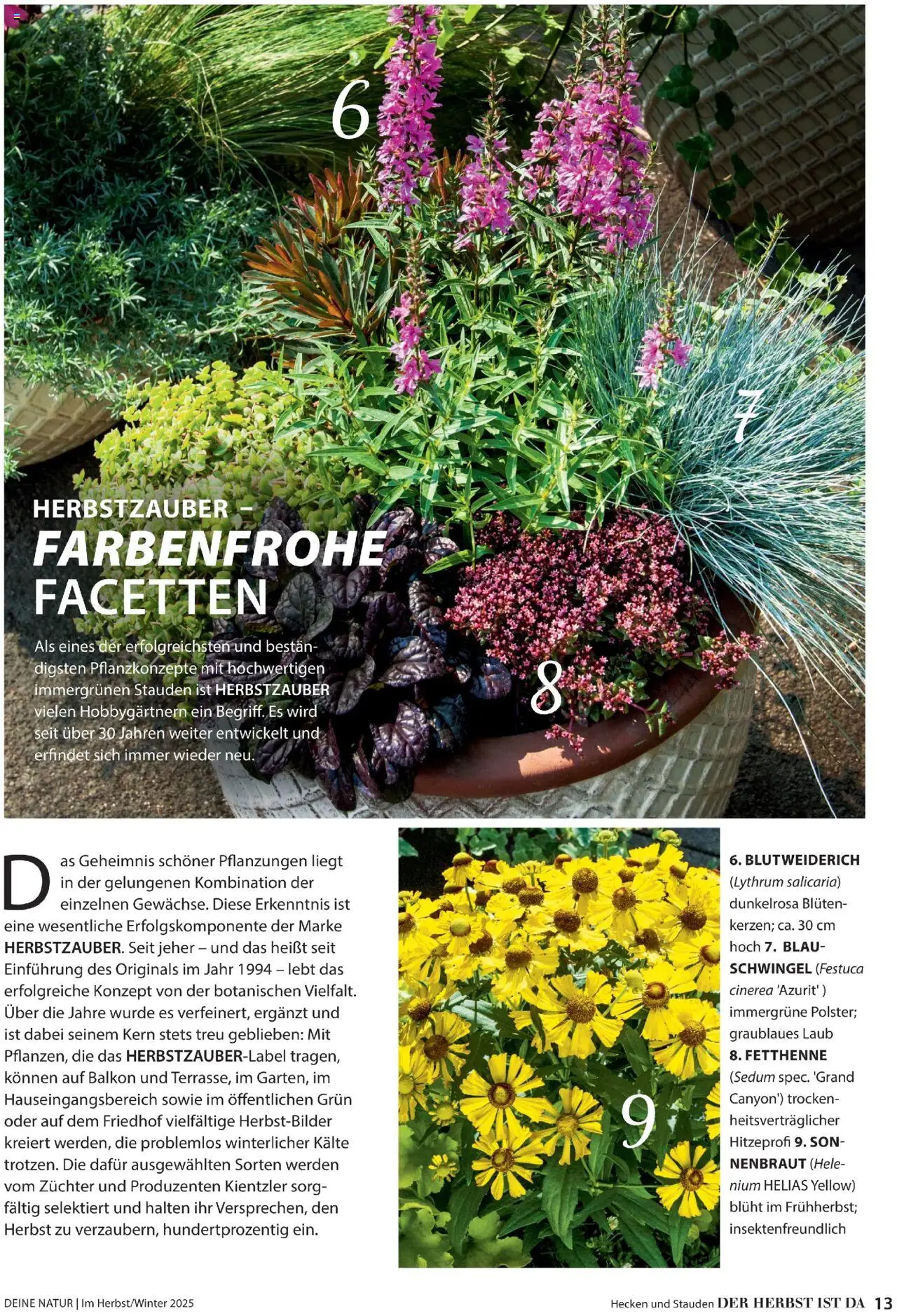 Dehner Prospekt Deine Natur - Seite 13 - gültig ab 09.10.2025