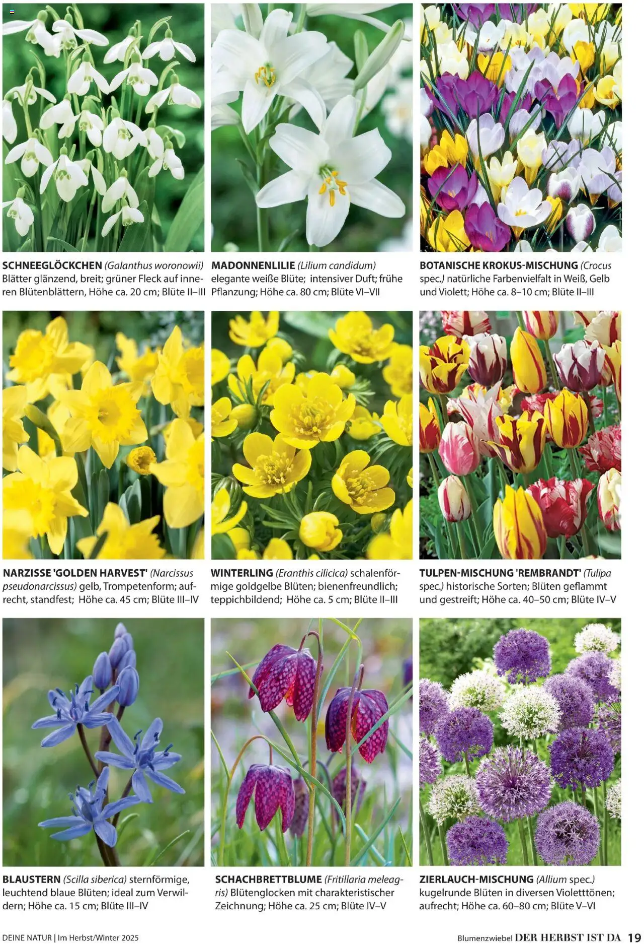 Dehner Prospekt Deine Natur - Seite 19 - gültig ab 09.10.2025