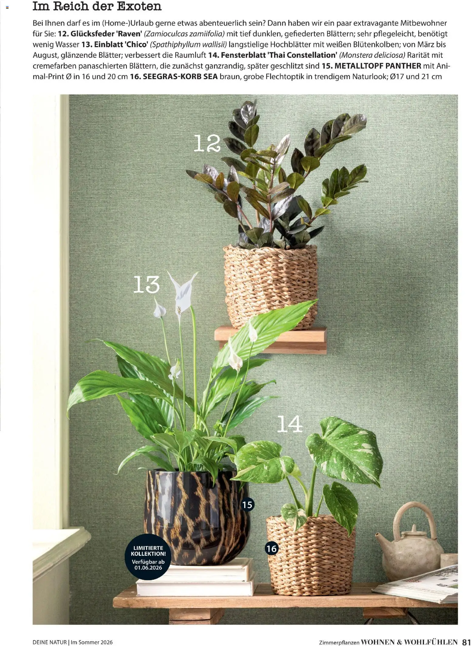 Dehner Prospekt 	 - Seite 81 - gültig ab 17.04.2026