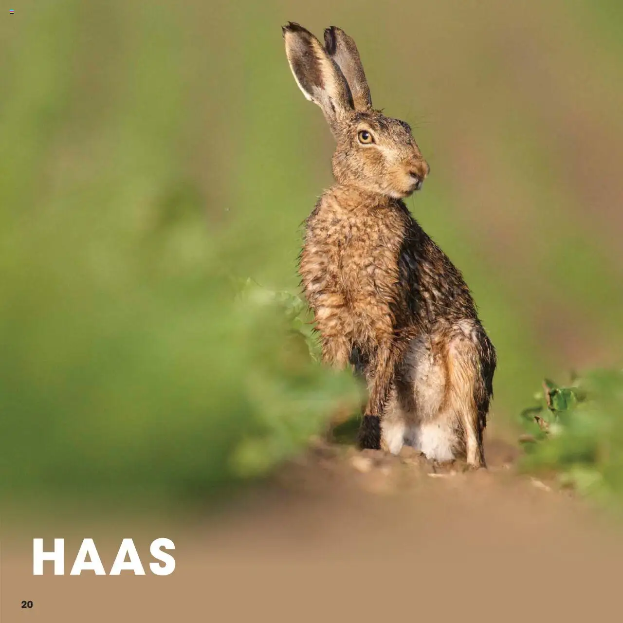 Hanos - Wildbrochure 2025/2026 - page 20- valid from 05-10-2025
