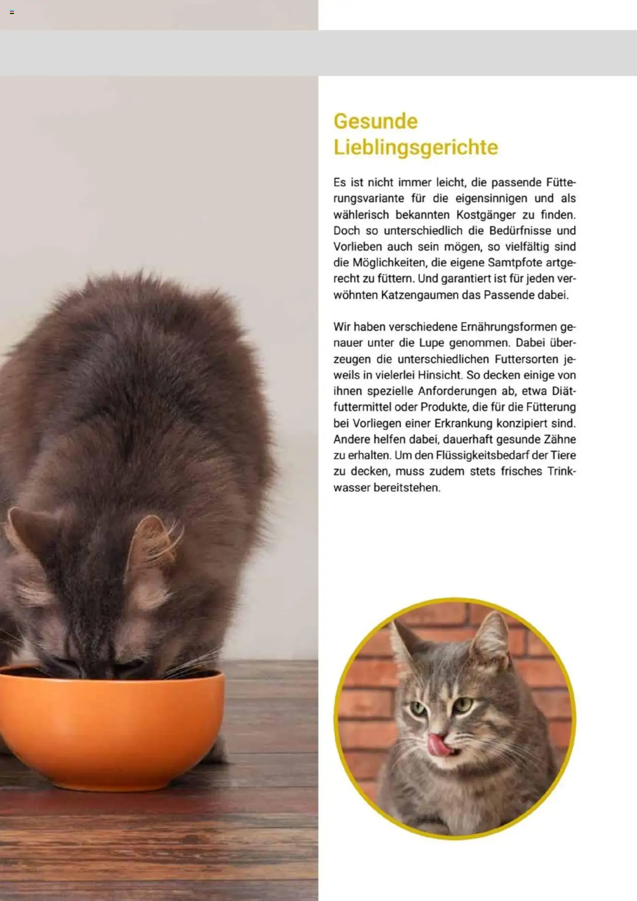 zookauf Themenkatalog Katze - Seite 13 - gültig ab 01.10.2025