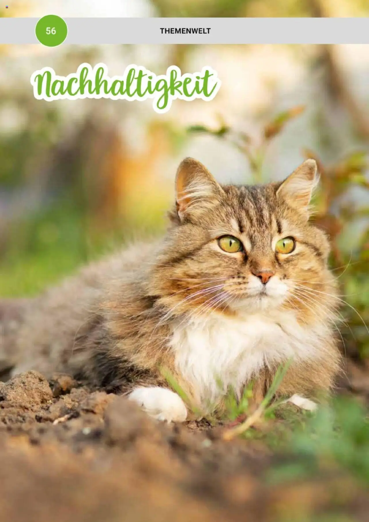 zookauf Themenkatalog Katze - Seite 56 - gültig ab 01.10.2025
