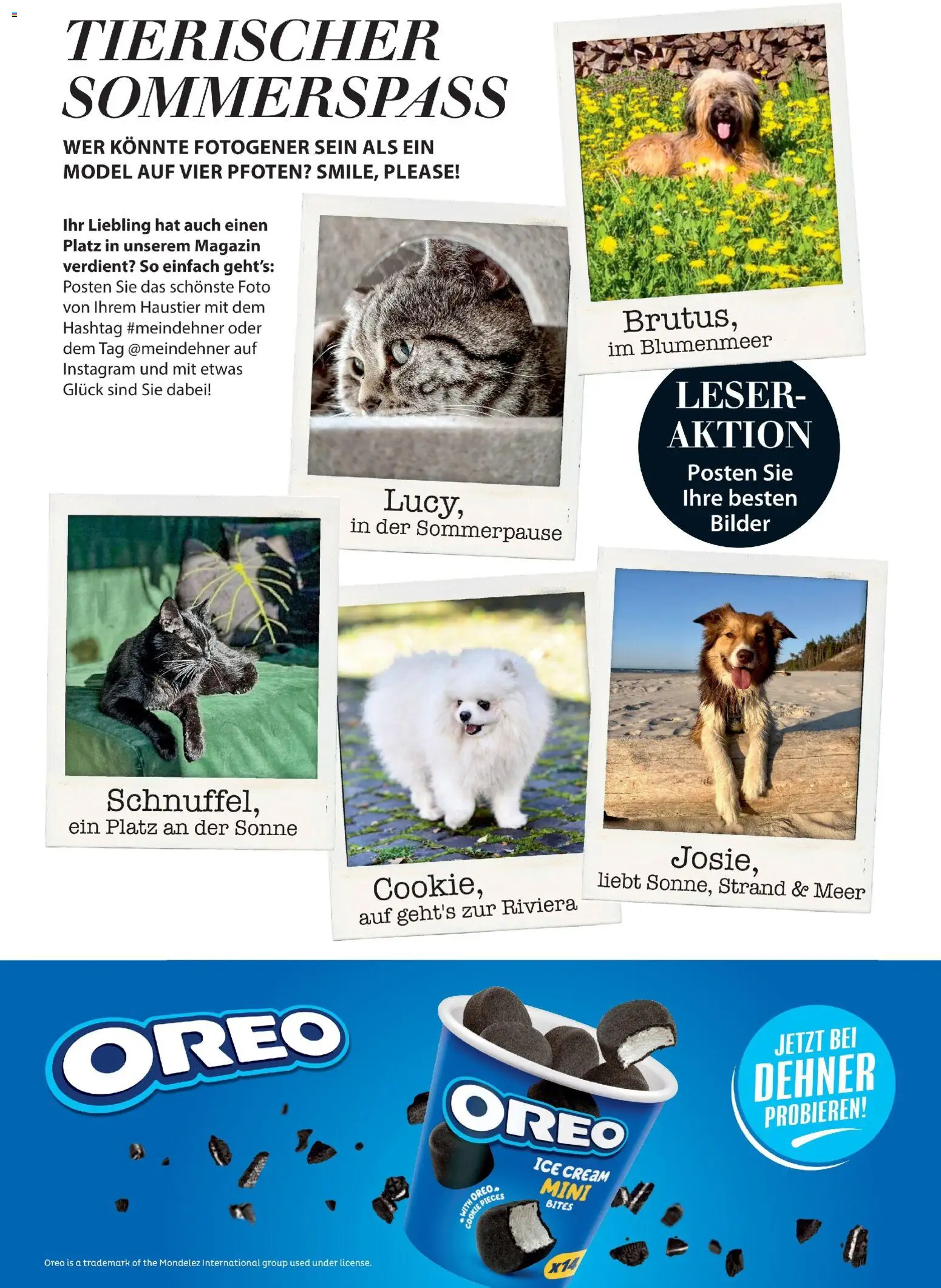 Dehner Prospekt 	 - Seite 97 - gültig ab 17.04.2026