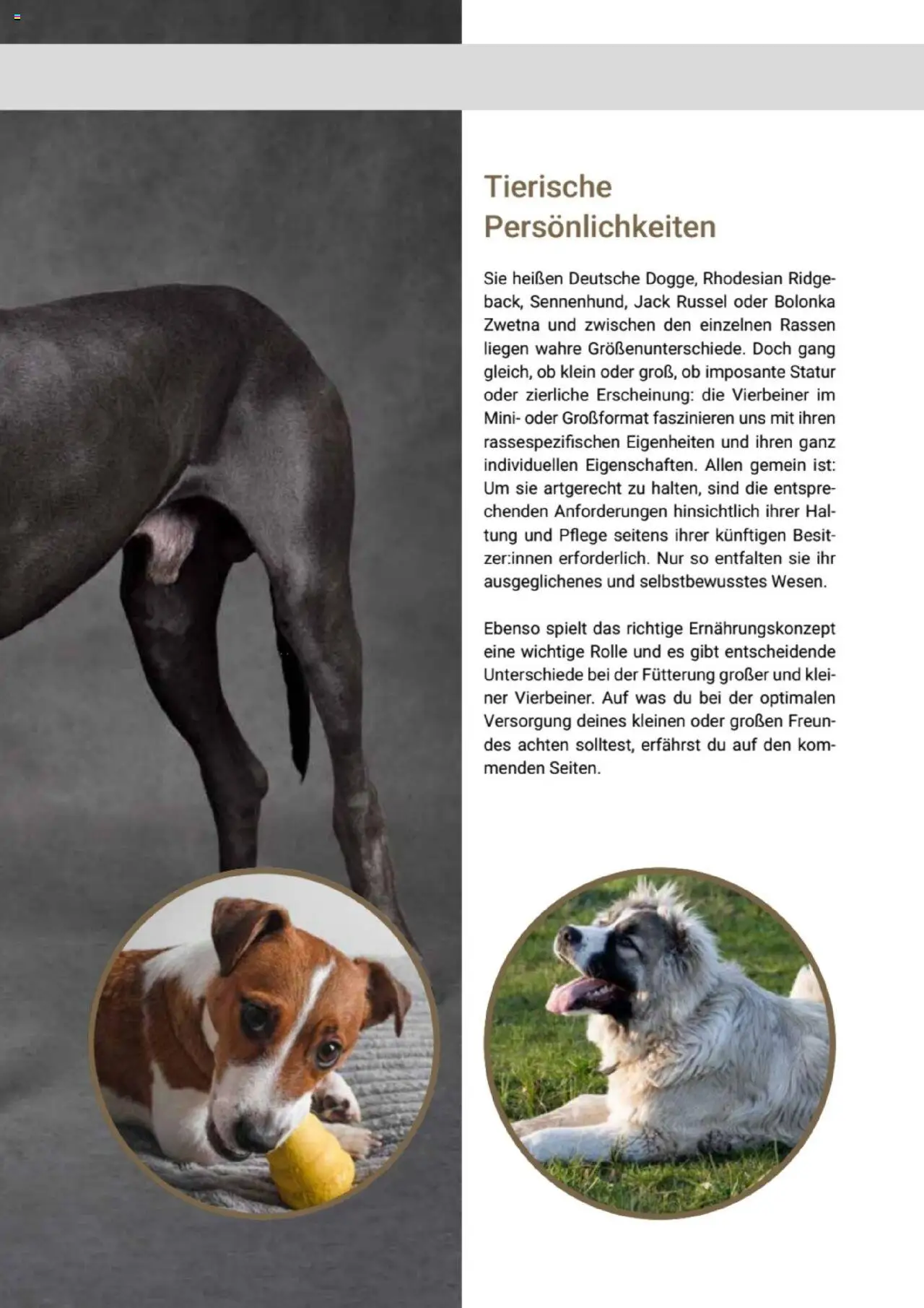 zookauf  Themenkatalog Hund - Seite 23 - gültig ab 20.05.2025