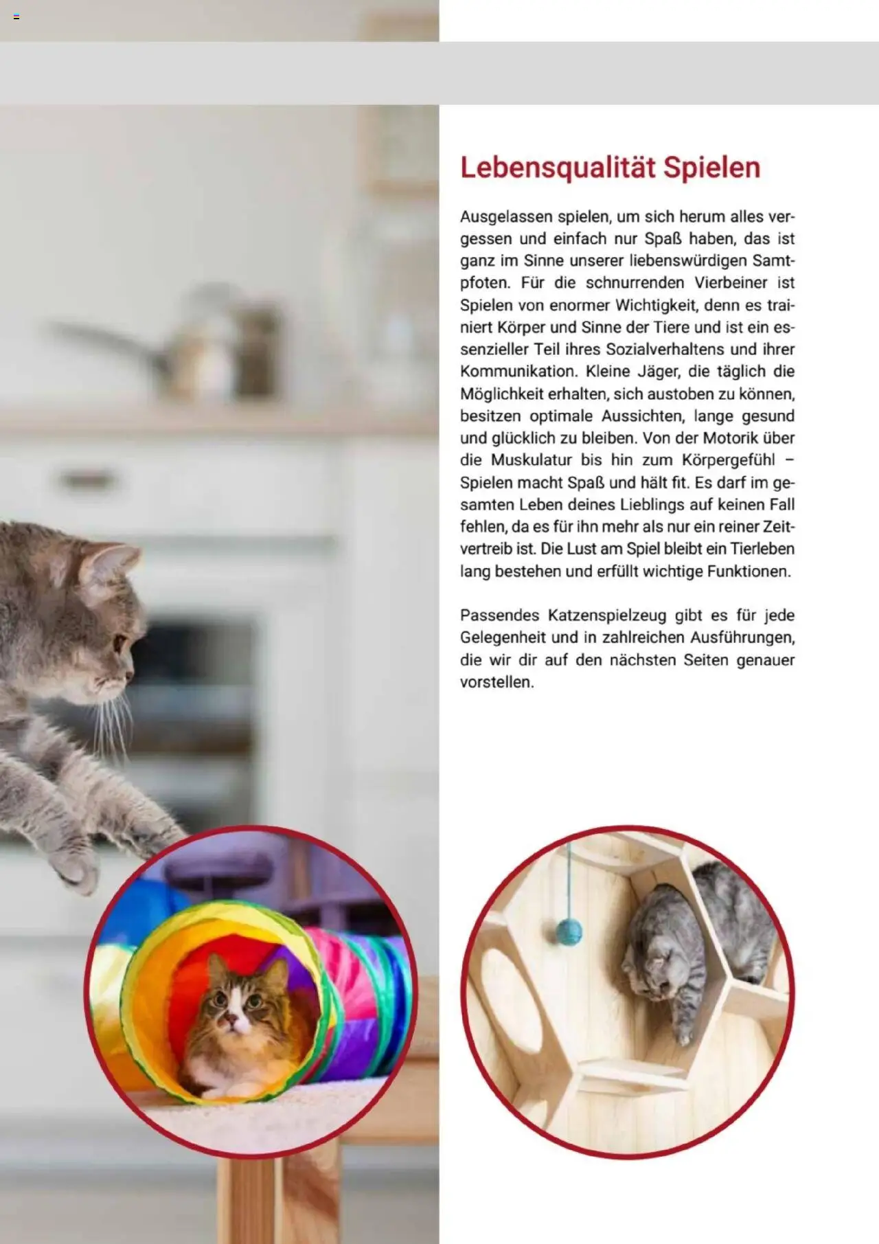 zookauf Themenkatalog Katze - Seite 49 - gültig ab 01.10.2025