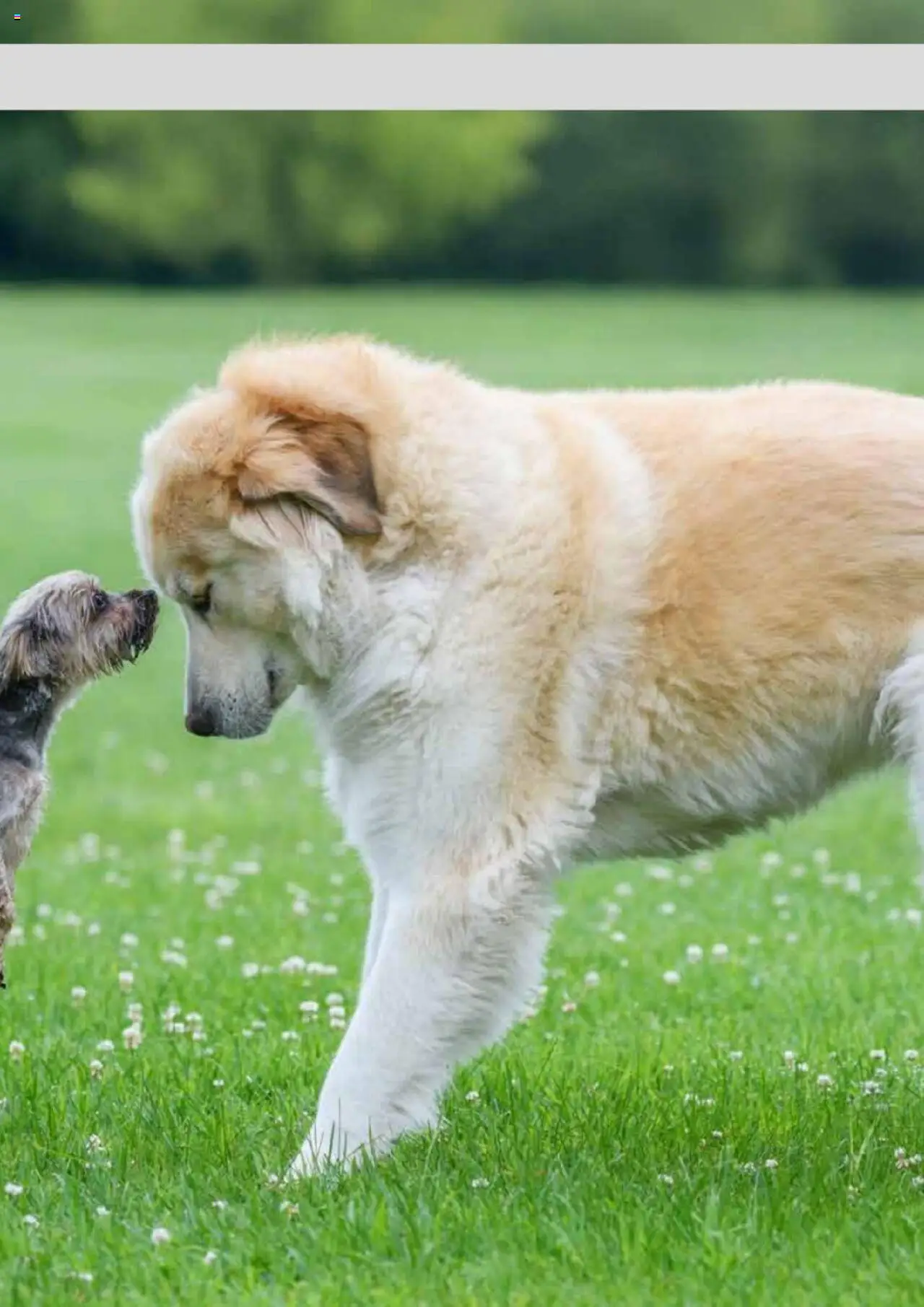 zookauf  Themenkatalog Hund - Seite 25 - gültig ab 20.05.2025