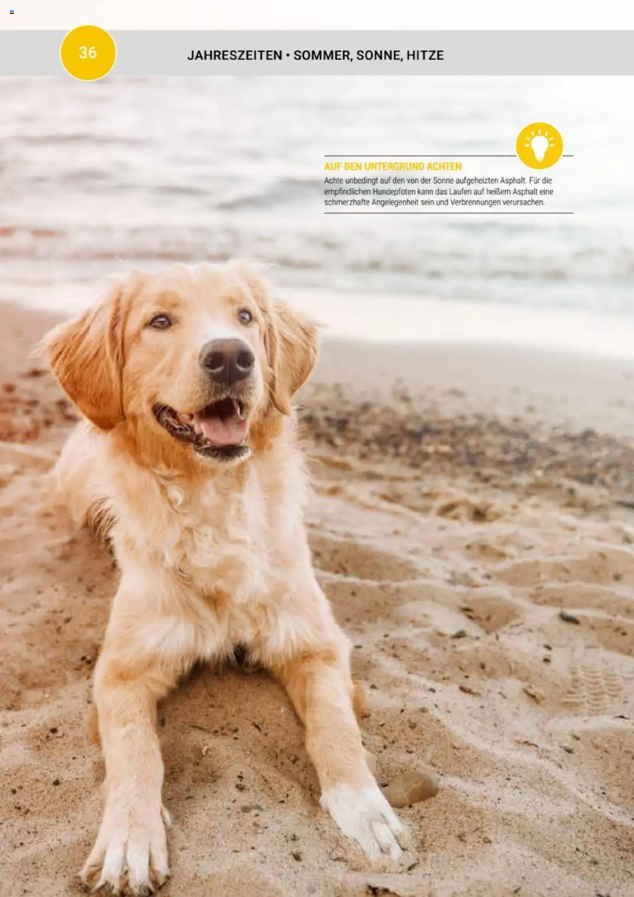 zookauf  Themenkatalog Hund - Seite 36 - gültig ab 20.05.2025