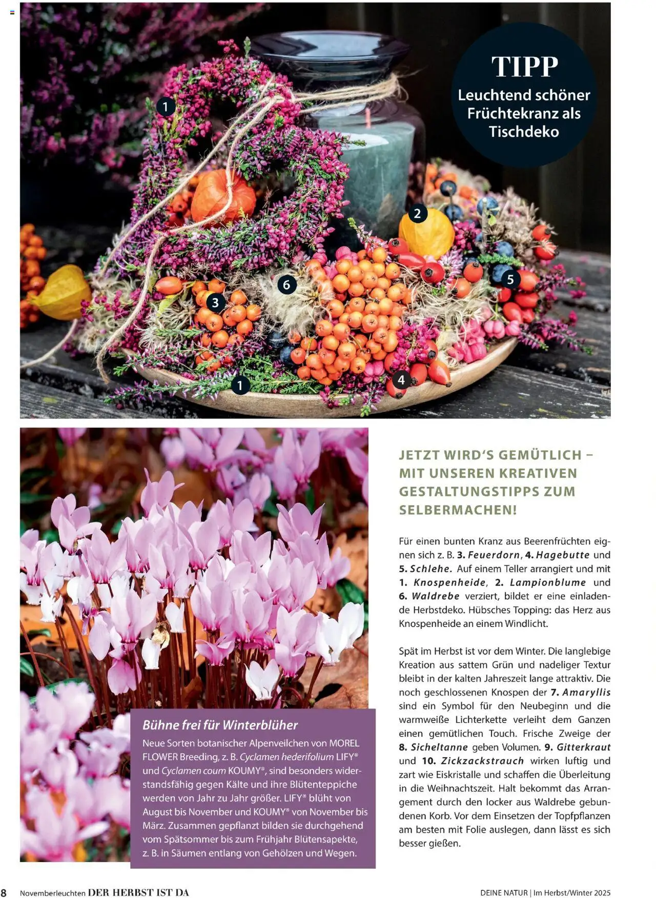 Dehner Prospekt Deine Natur - Seite 8 - gültig ab 09.10.2025