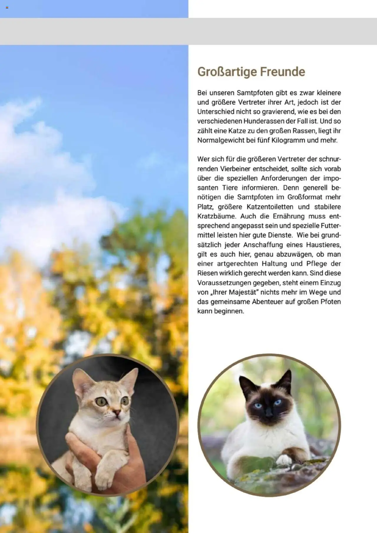 zookauf Themenkatalog Katze - Seite 19 - gültig ab 01.10.2025