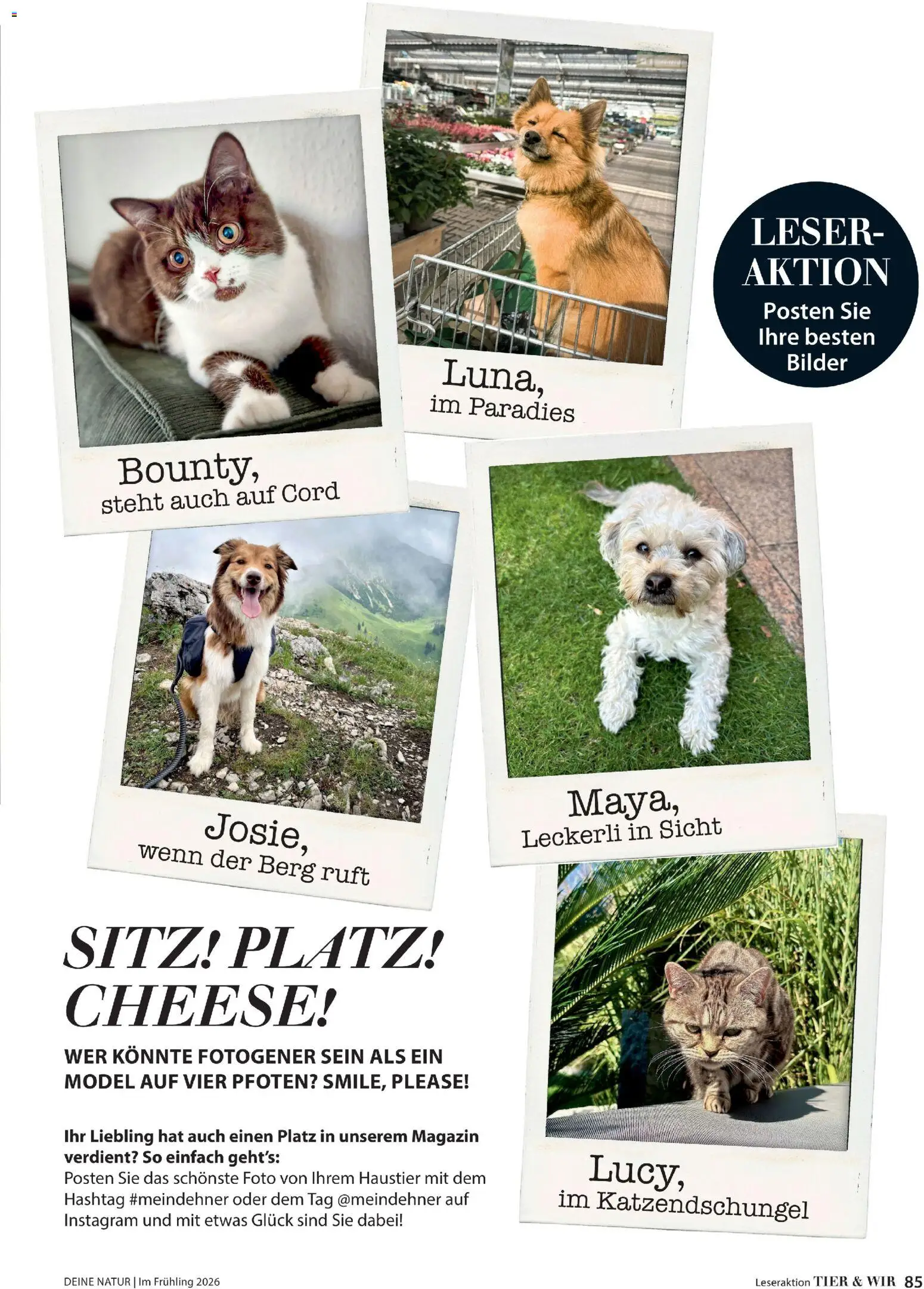 Dehner Prospekt 	 - Seite 85 - gültig ab 04.03.2026