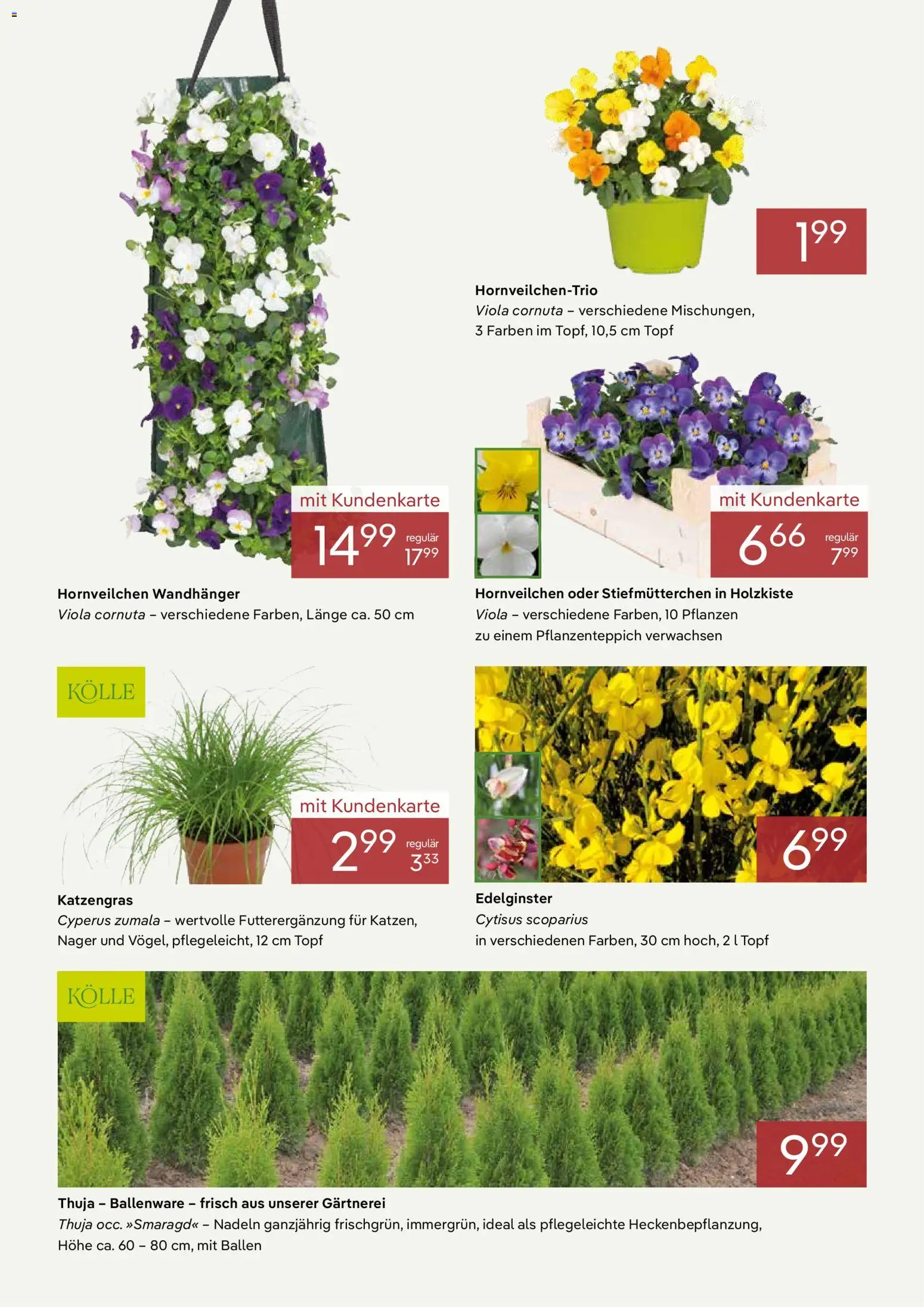 Pflanzen-Kölle Prospekt März  - Seite 2 - gültig ab 02.03.2026