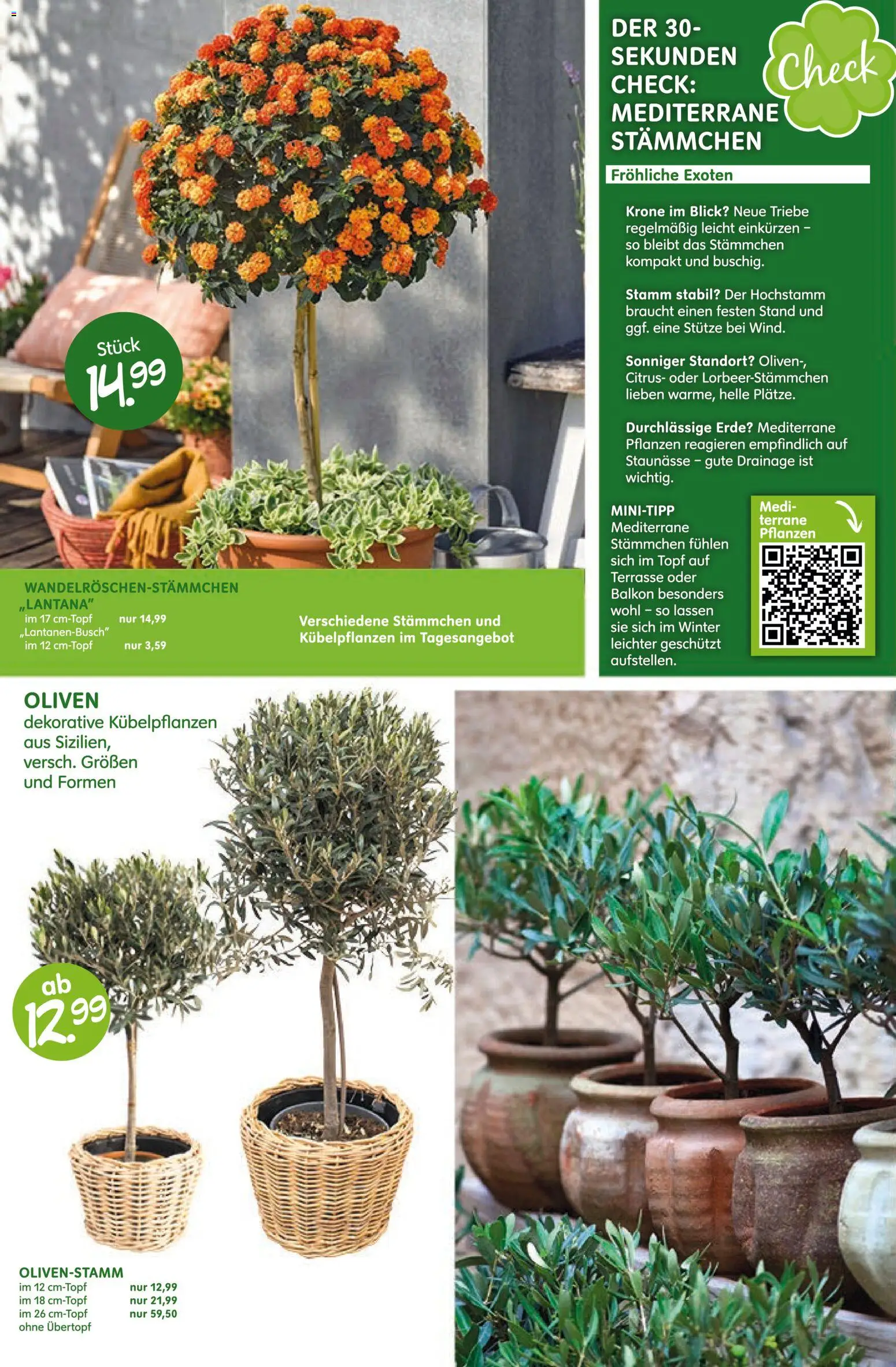 Blumen Risse Prospekt 	 - Seite 6 - gültig ab 16.04.2026