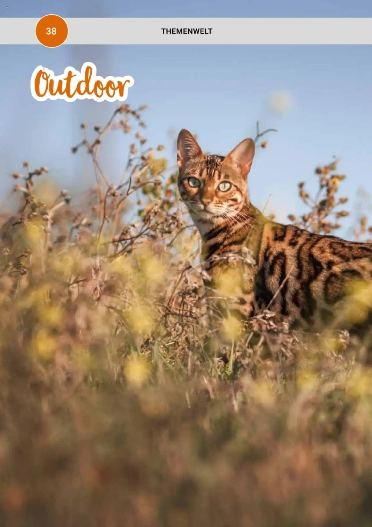 zookauf Themenkatalog Katze - Seite 38 - gültig ab 01.10.2025