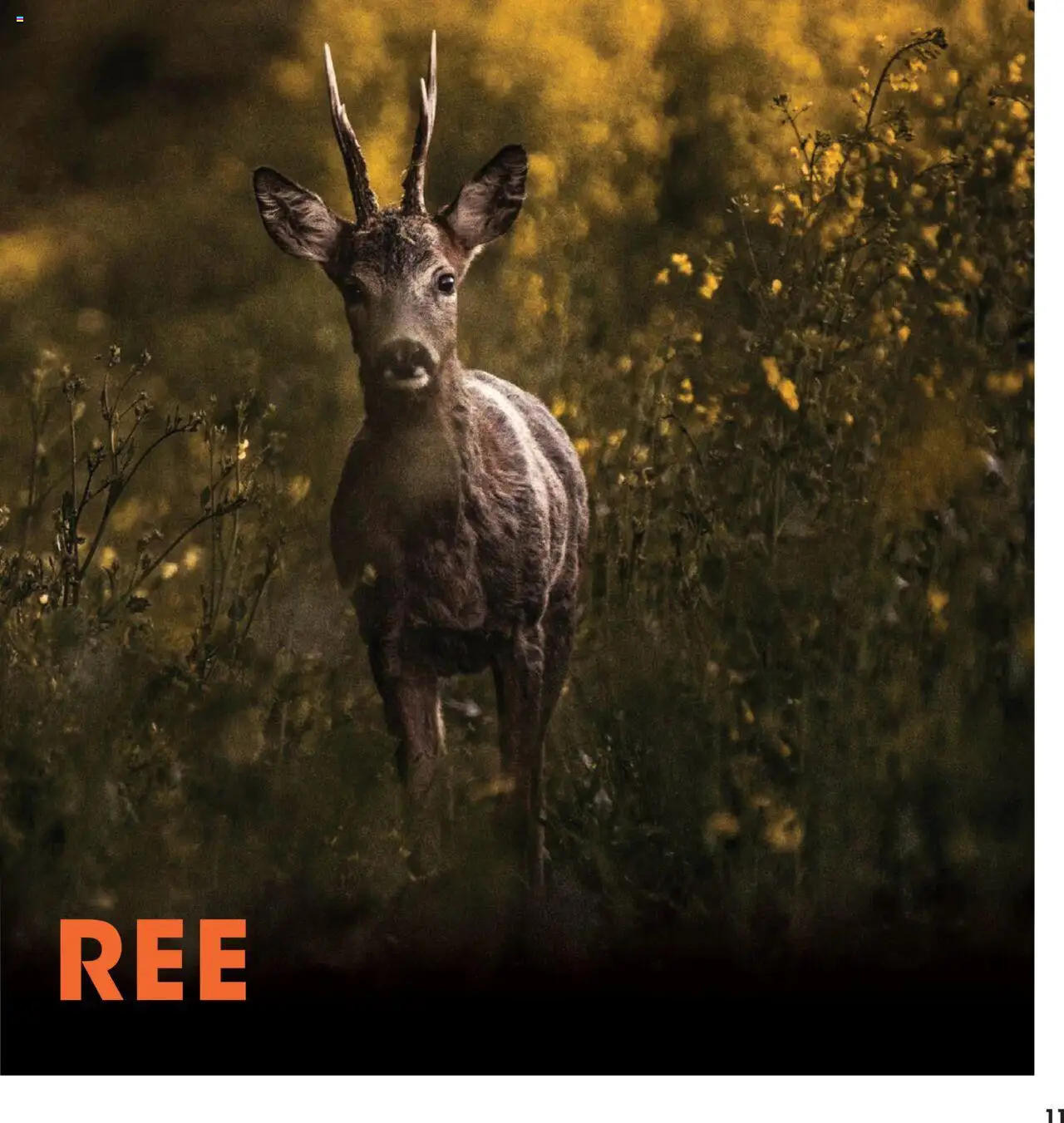 Hanos - Wildbrochure 2025/2026 - page 11- valid from 05-10-2025