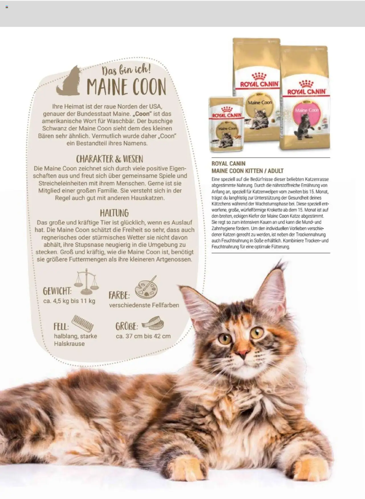 zookauf Themenkatalog Katze - Seite 21 - gültig ab 01.10.2025