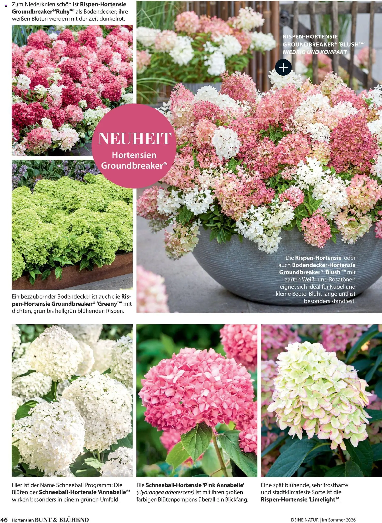 Dehner Prospekt 	 - Seite 46 - gültig ab 17.04.2026