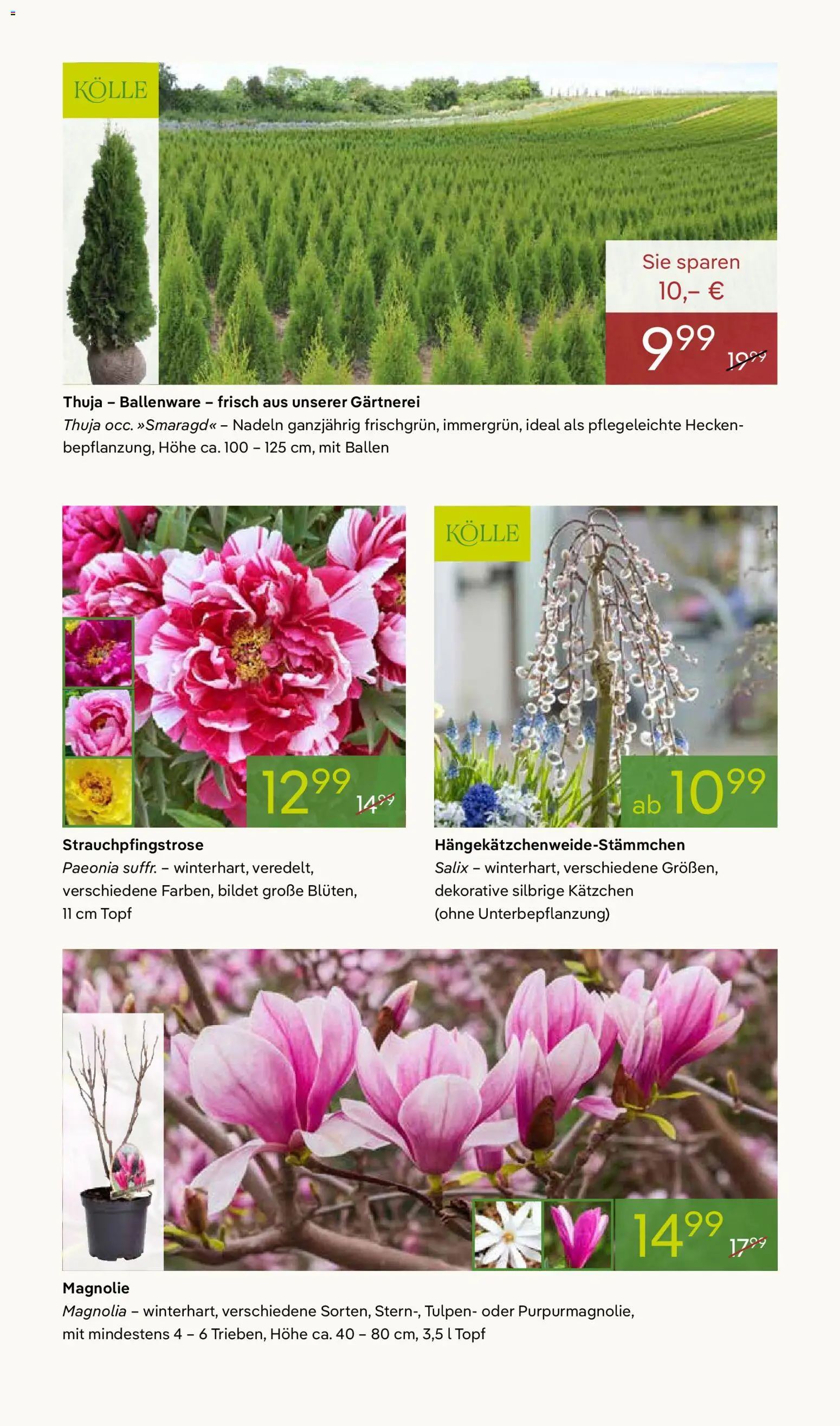 Pflanzen-Kölle Prospekt 	 - Seite 6 - gültig ab 02.03.2026