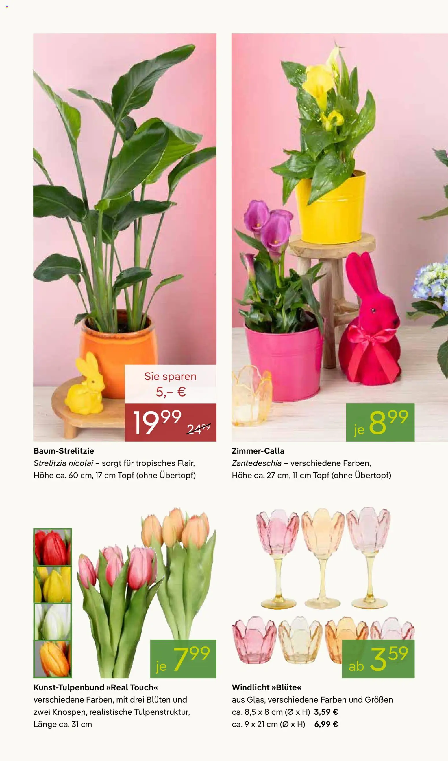 Pflanzen-Kölle Prospekt 	 - Seite 2 - gültig ab 02.03.2026