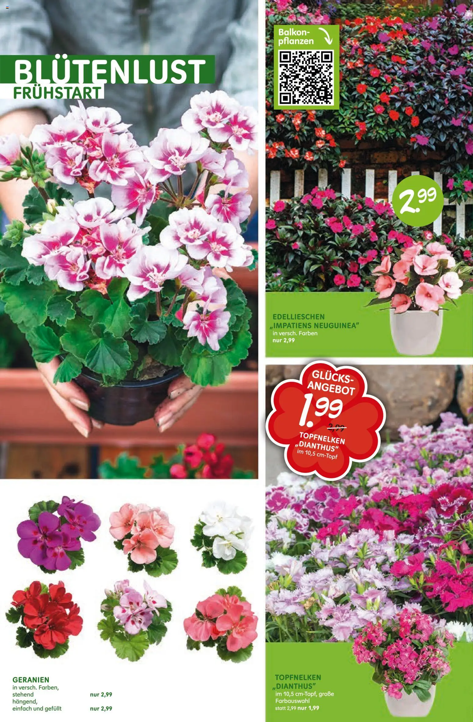 Blumen Risse Prospekt 	 - Seite 4 - gültig ab 16.04.2026