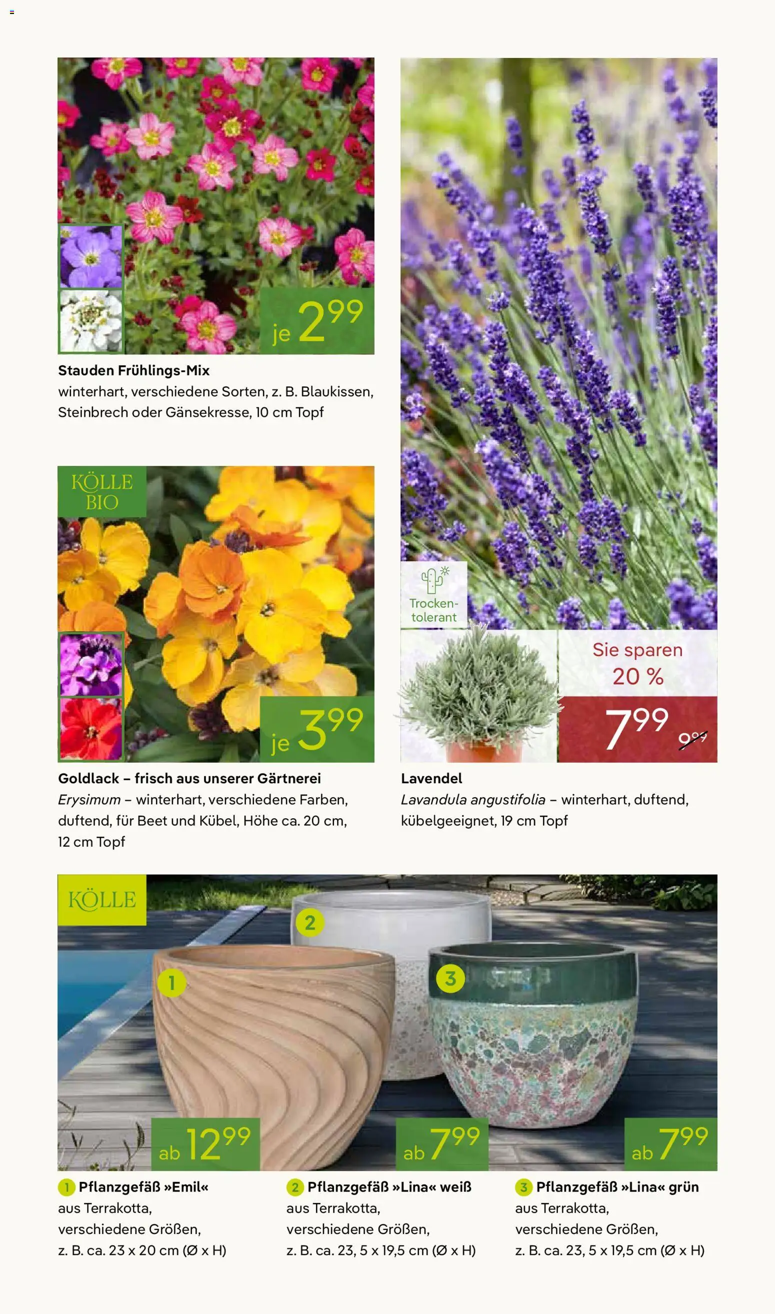 Pflanzen-Kölle Prospekt 	 - Seite 7 - gültig ab 02.03.2026