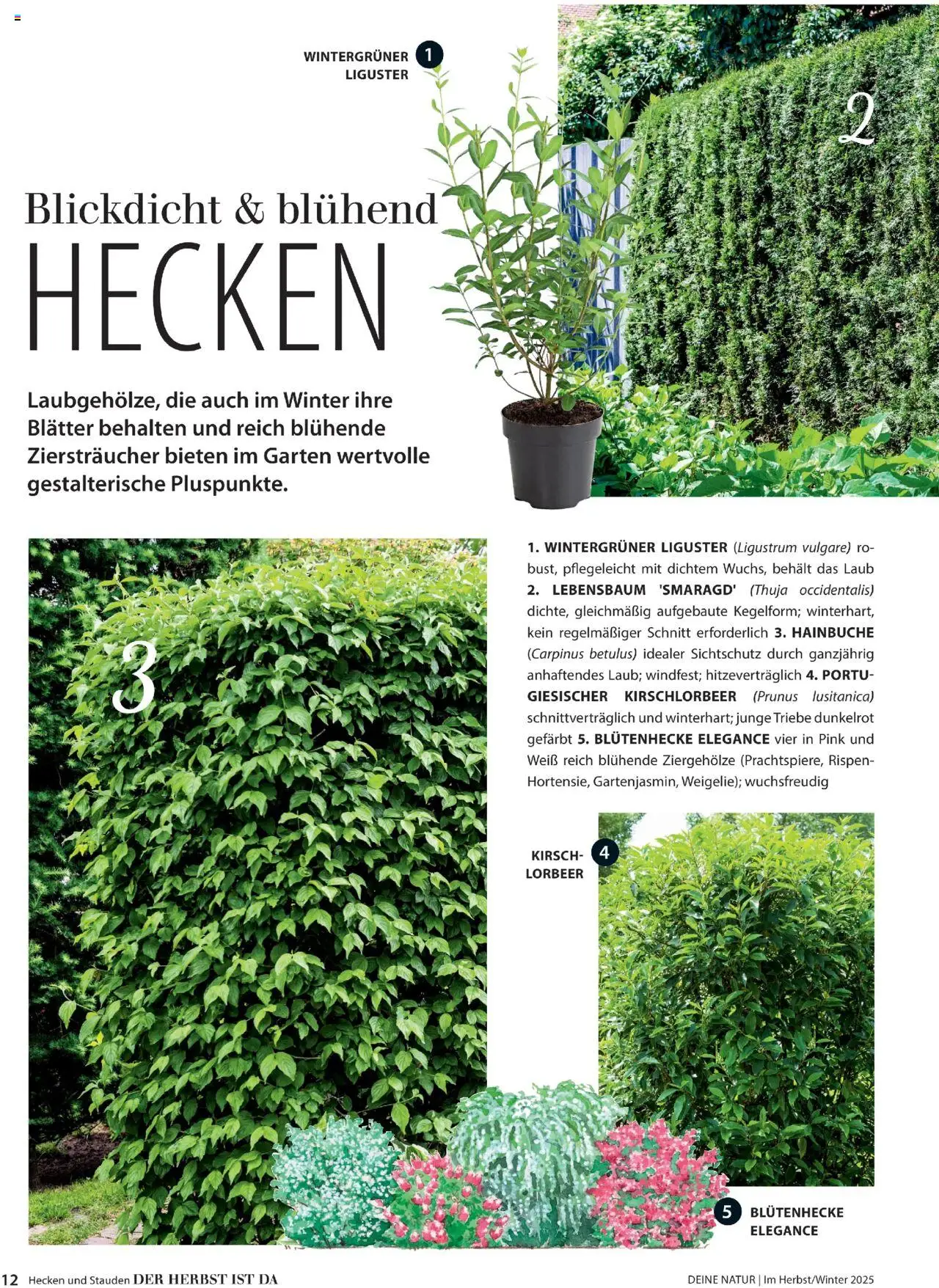 Dehner Prospekt Deine Natur - Seite 12 - gültig ab 09.10.2025