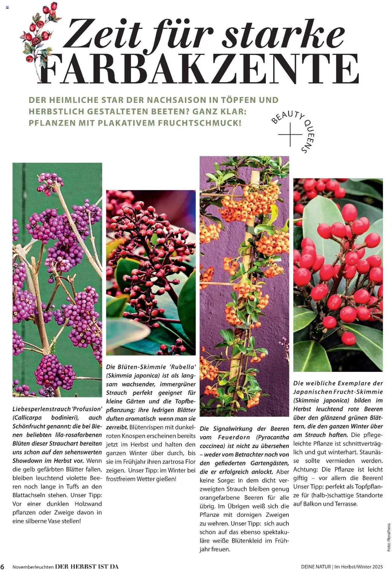 Dehner Prospekt Deine Natur - Seite 6 - gültig ab 09.10.2025