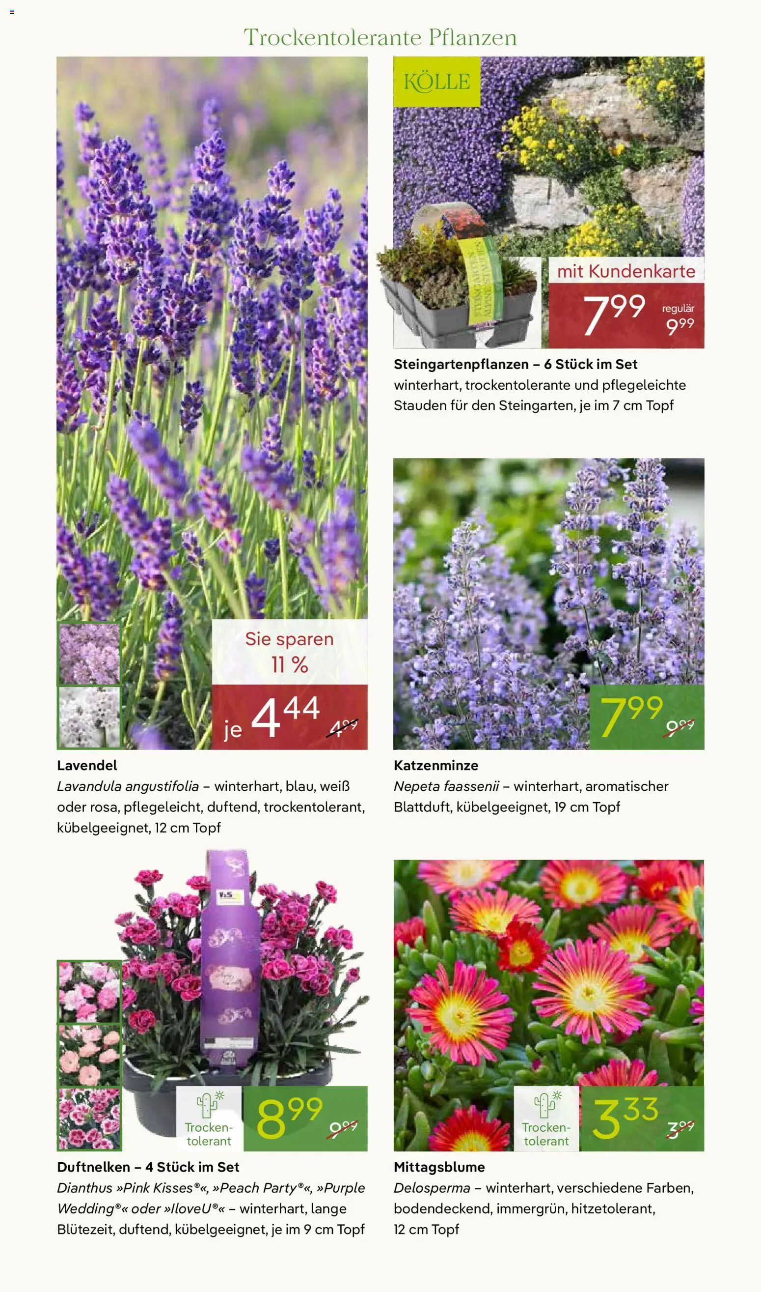 Pflanzen-Kölle Prospekt 	 - Seite 6 - gültig ab 20.04.2026