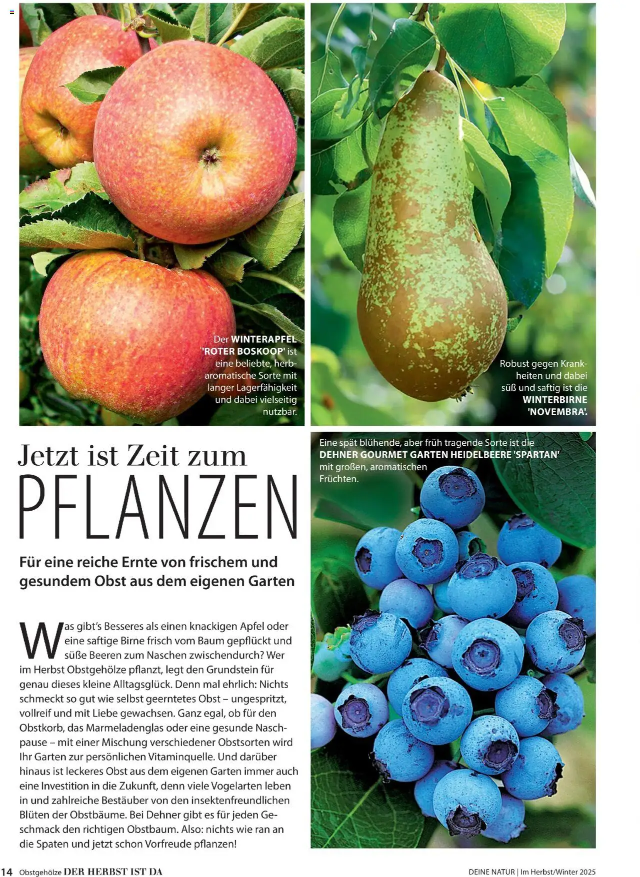 Dehner Prospekt Deine Natur - Seite 14 - gültig ab 09.10.2025