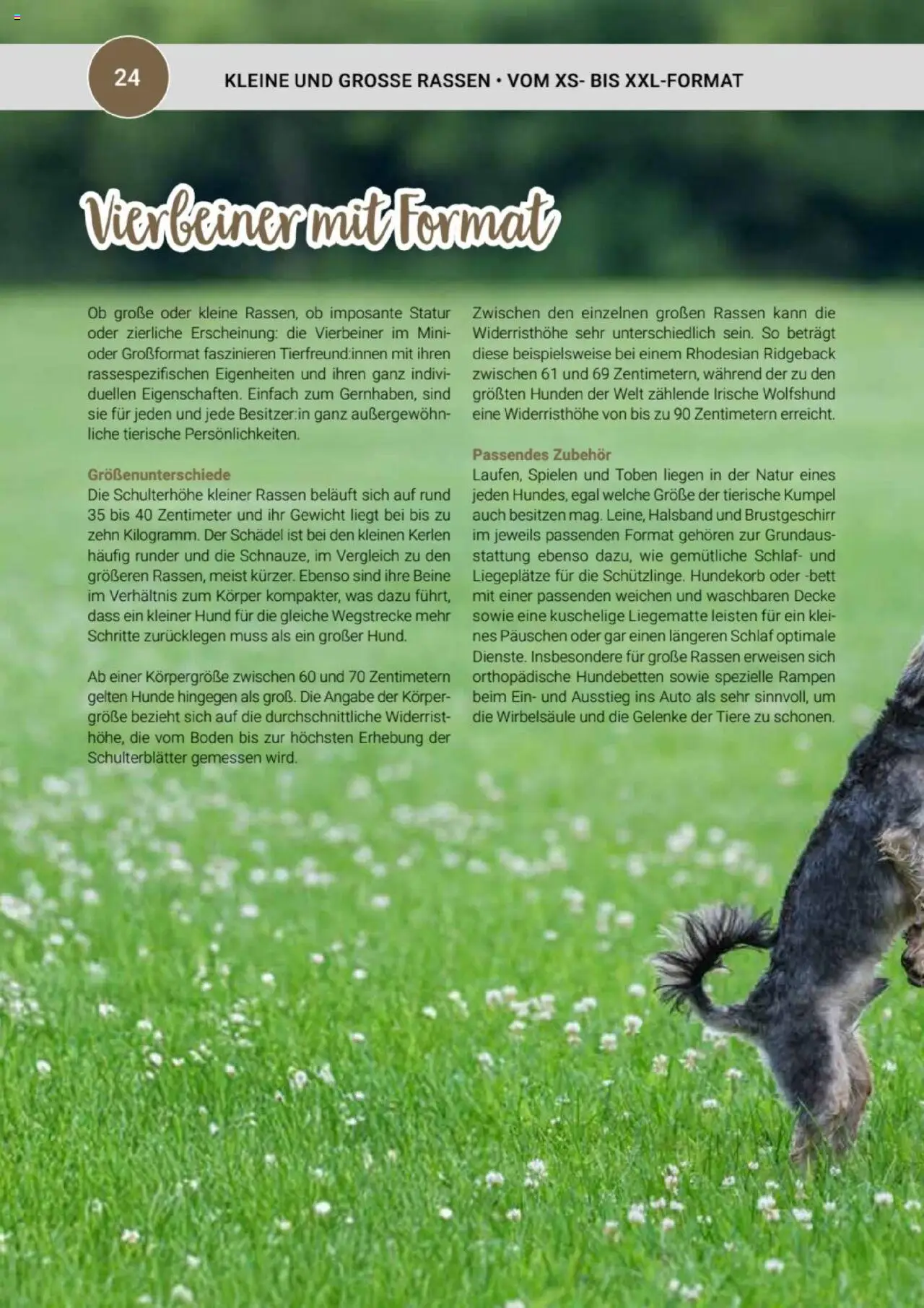 zookauf  Themenkatalog Hund - Seite 24 - gültig ab 20.05.2025