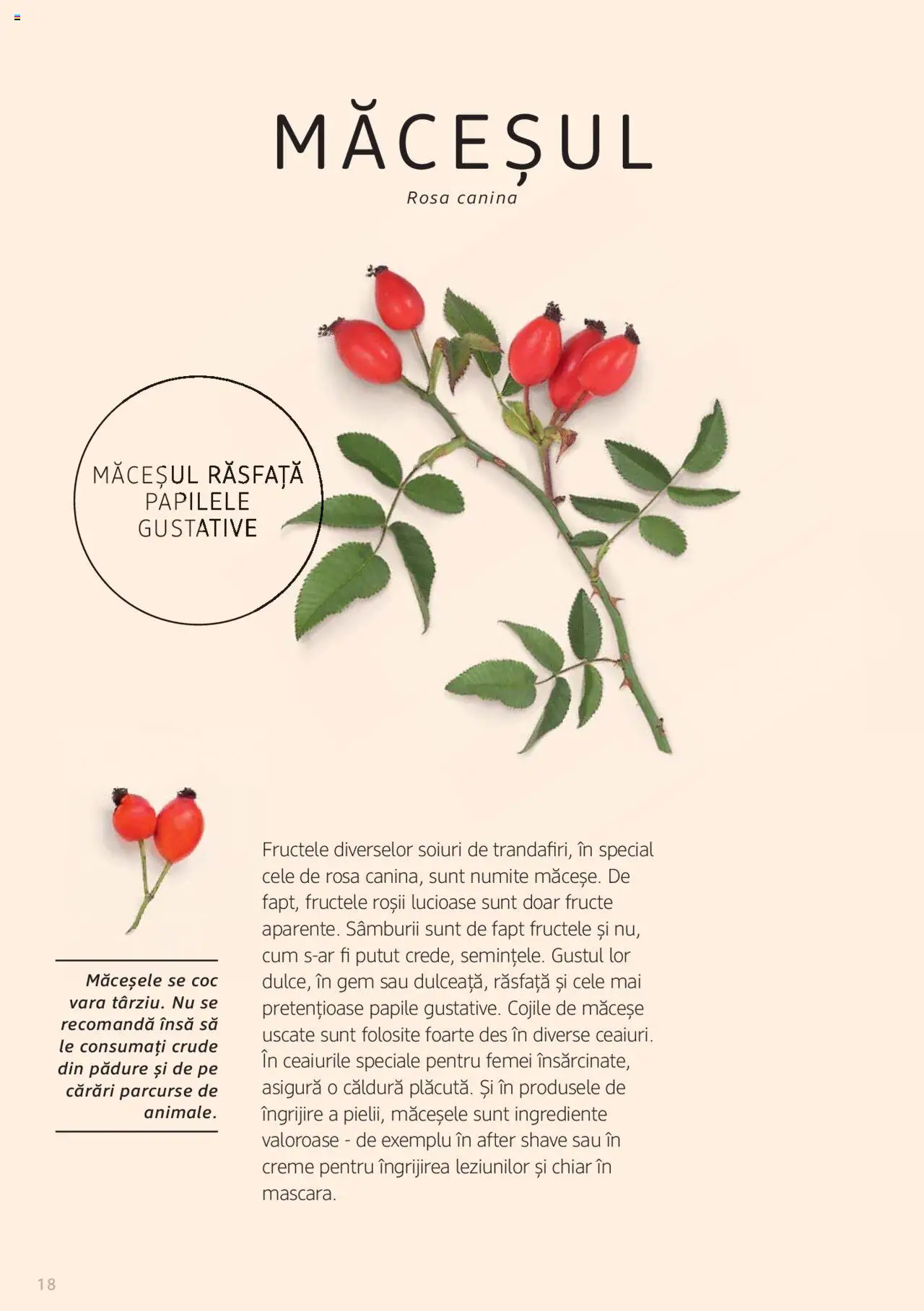 DM drogeriemarkt catalog - Broșura despre plante și ierburi - pagina 18- valabil de la 01.01.2022