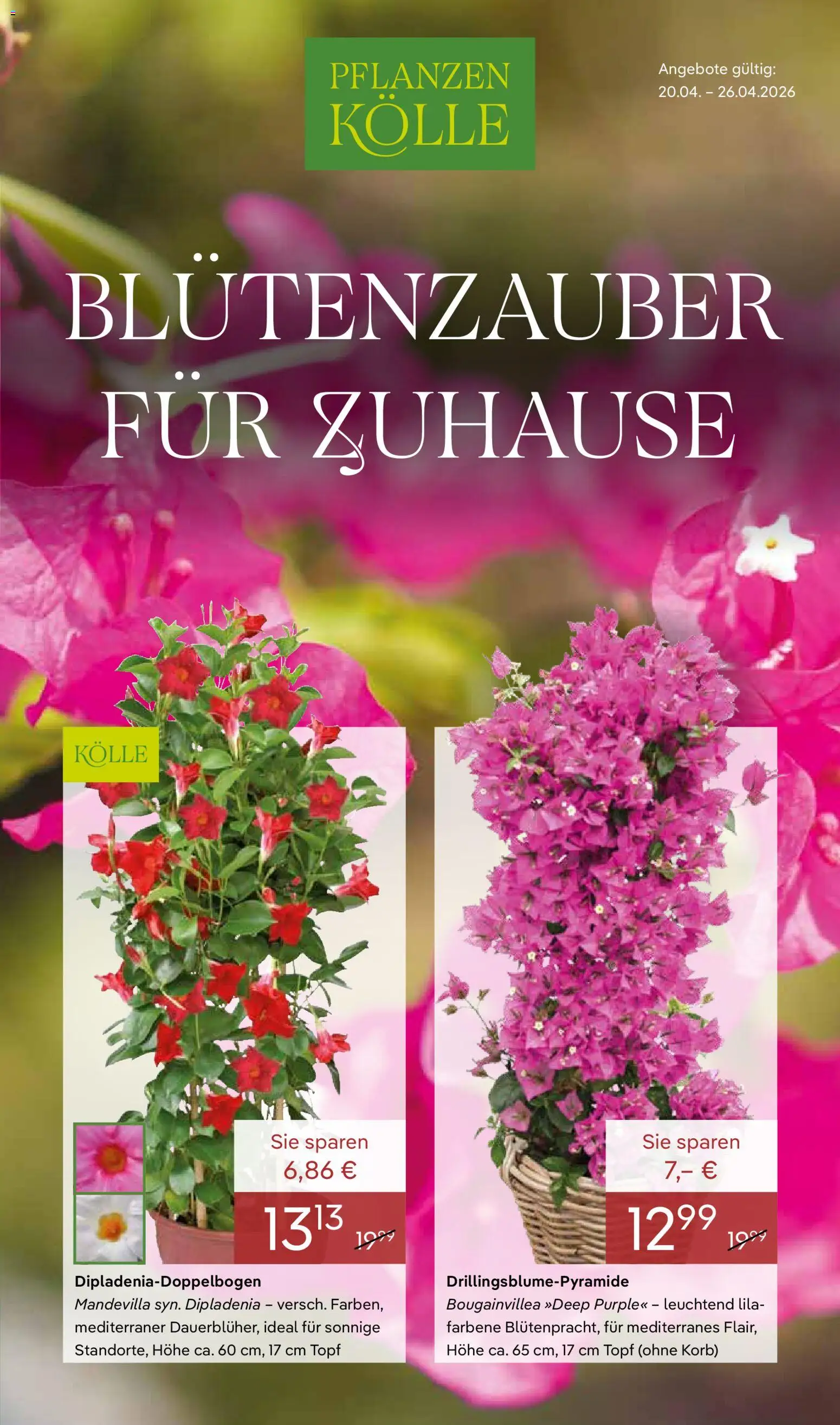 Pflanzen-Kölle Prospekt 	 - Seite 1 - gültig ab 20.04.2026