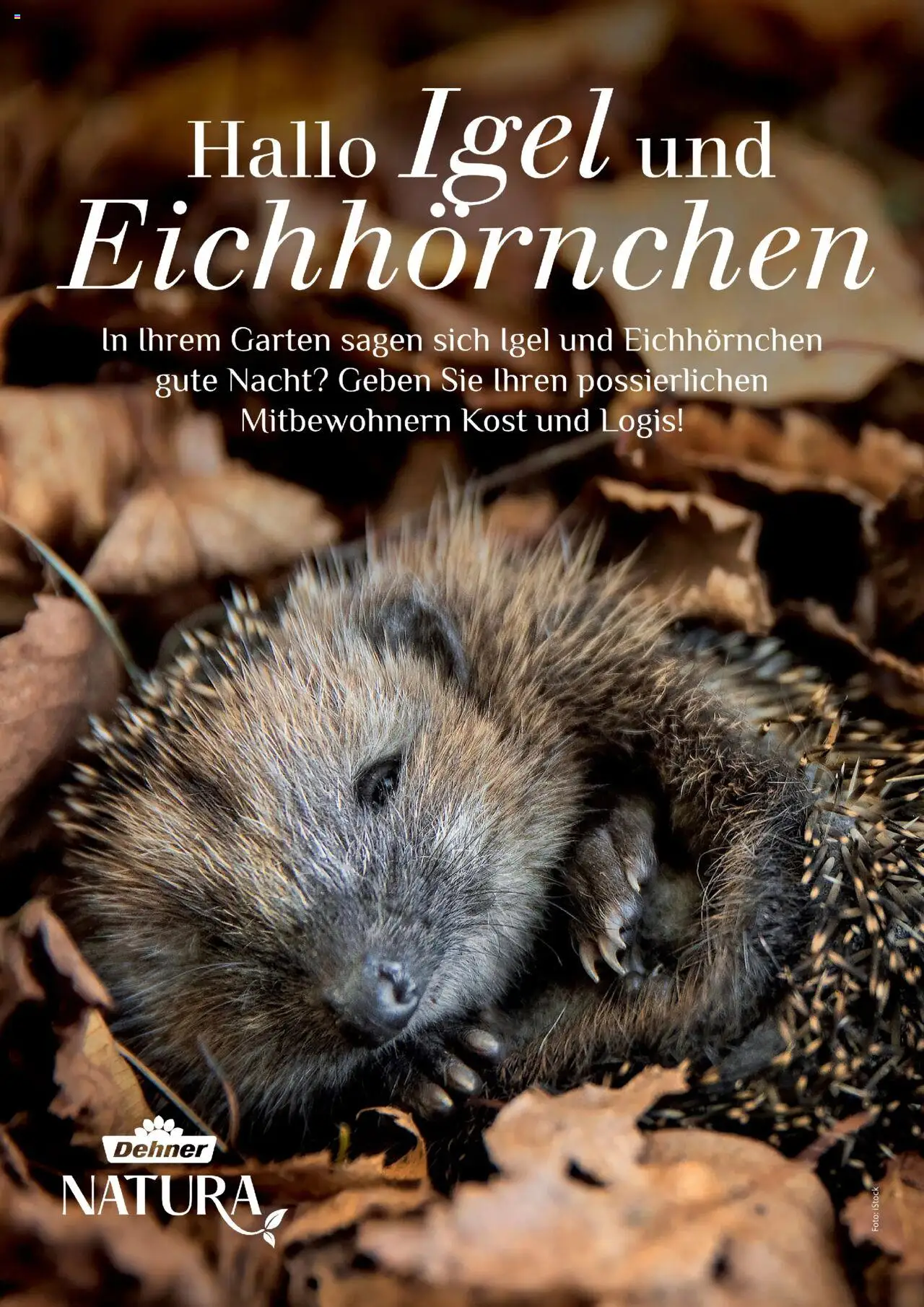 Dehner Prospekt Deine Natur - Seite 90 - gültig ab 09.10.2025