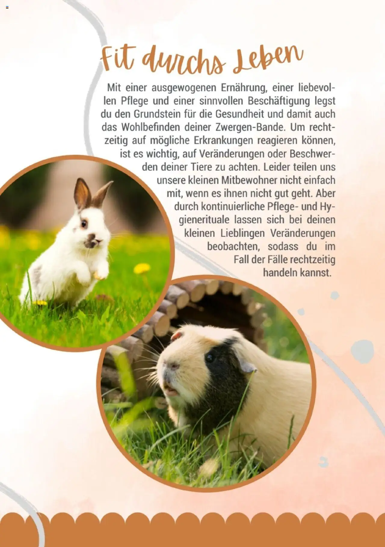 zookauf Kleintier Fibel - Seite 13 - gültig ab 05.06.2025