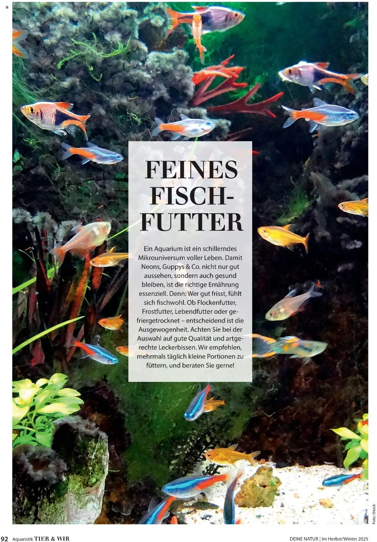 Dehner Prospekt Deine Natur - Seite 92 - gültig ab 09.10.2025