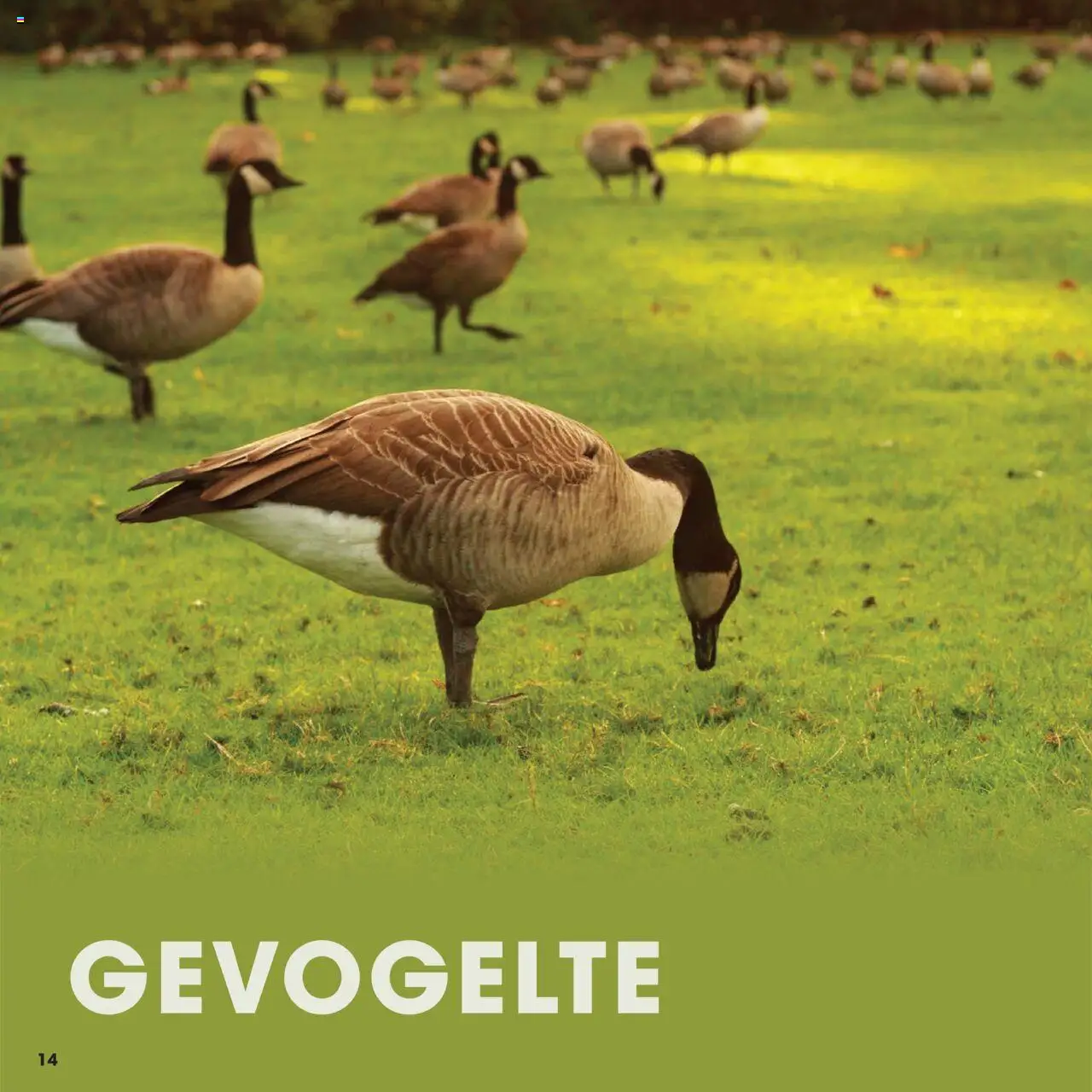 Hanos - Wildbrochure 2025/2026 - page 14- valid from 05-10-2025