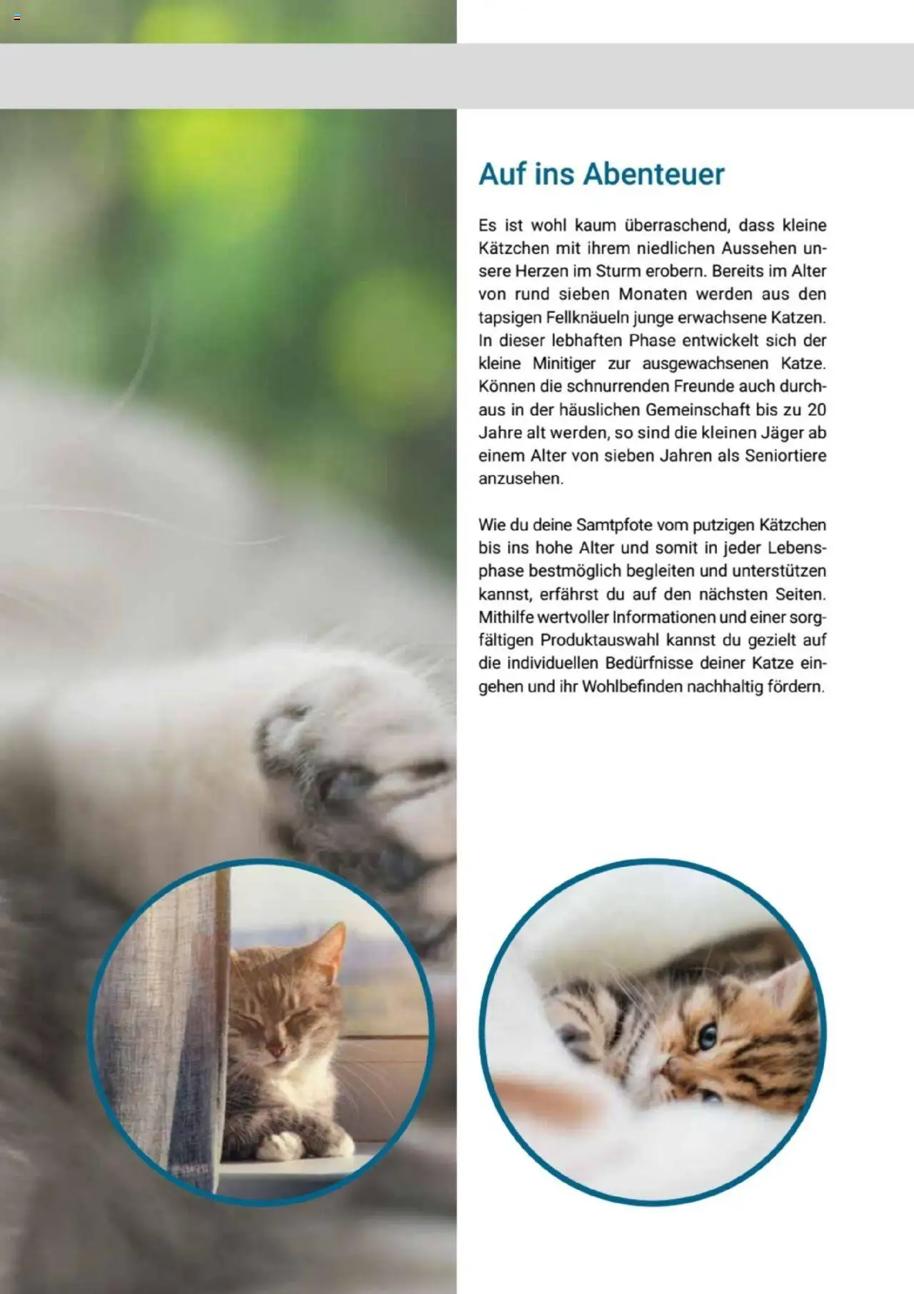 zookauf Themenkatalog Katze - Seite 5 - gültig ab 01.10.2025
